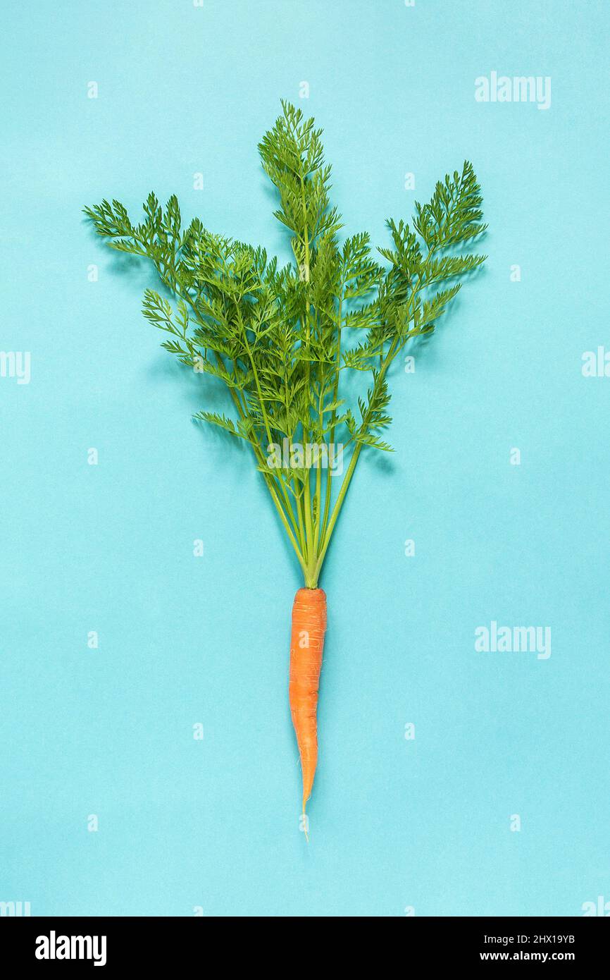 One fresh orange juicy carrot with lush green tops tied with rope on blue background. Stock Photo