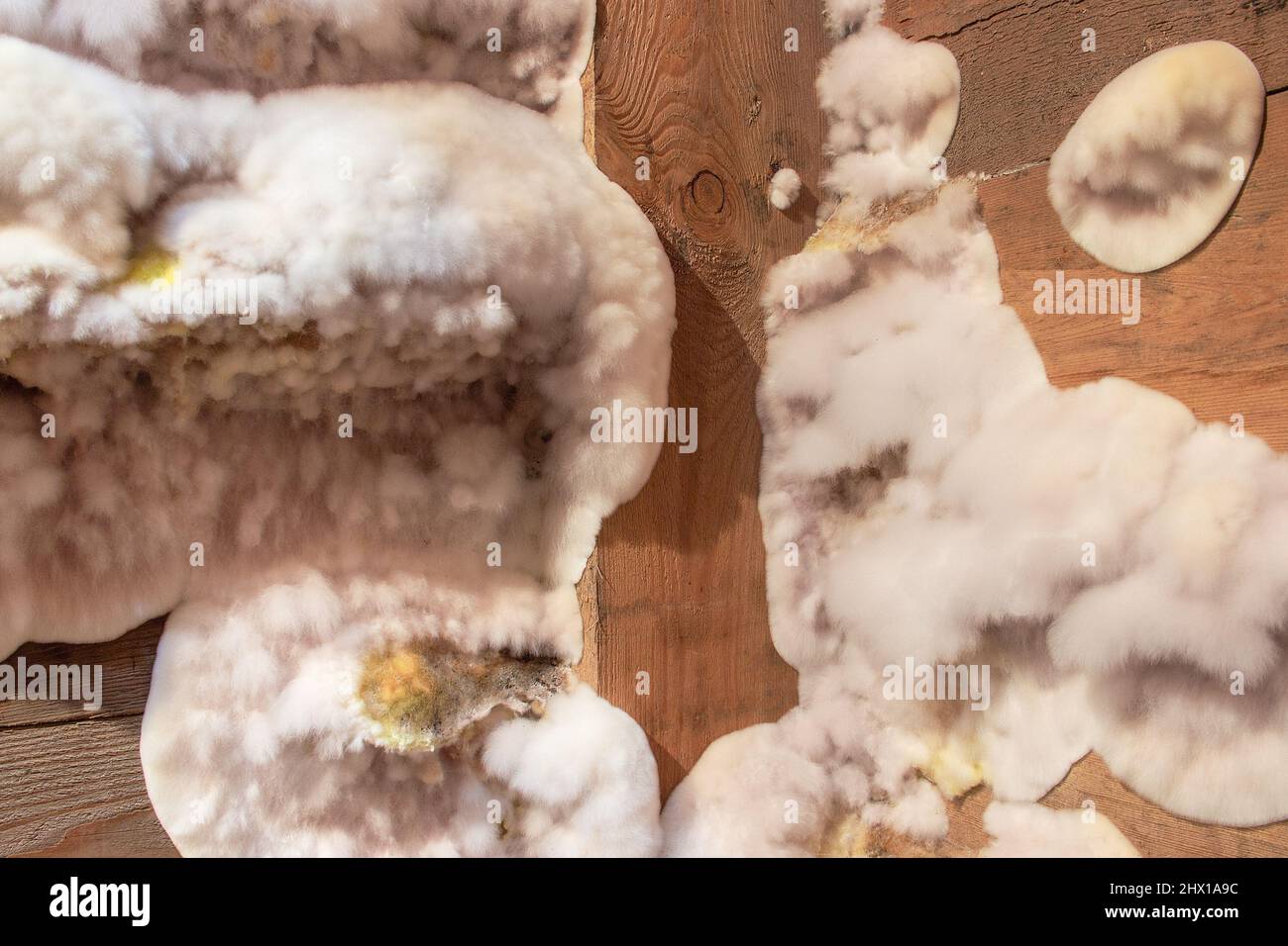 White yellow fluffy mold fungus on wooden board in cellar, attic