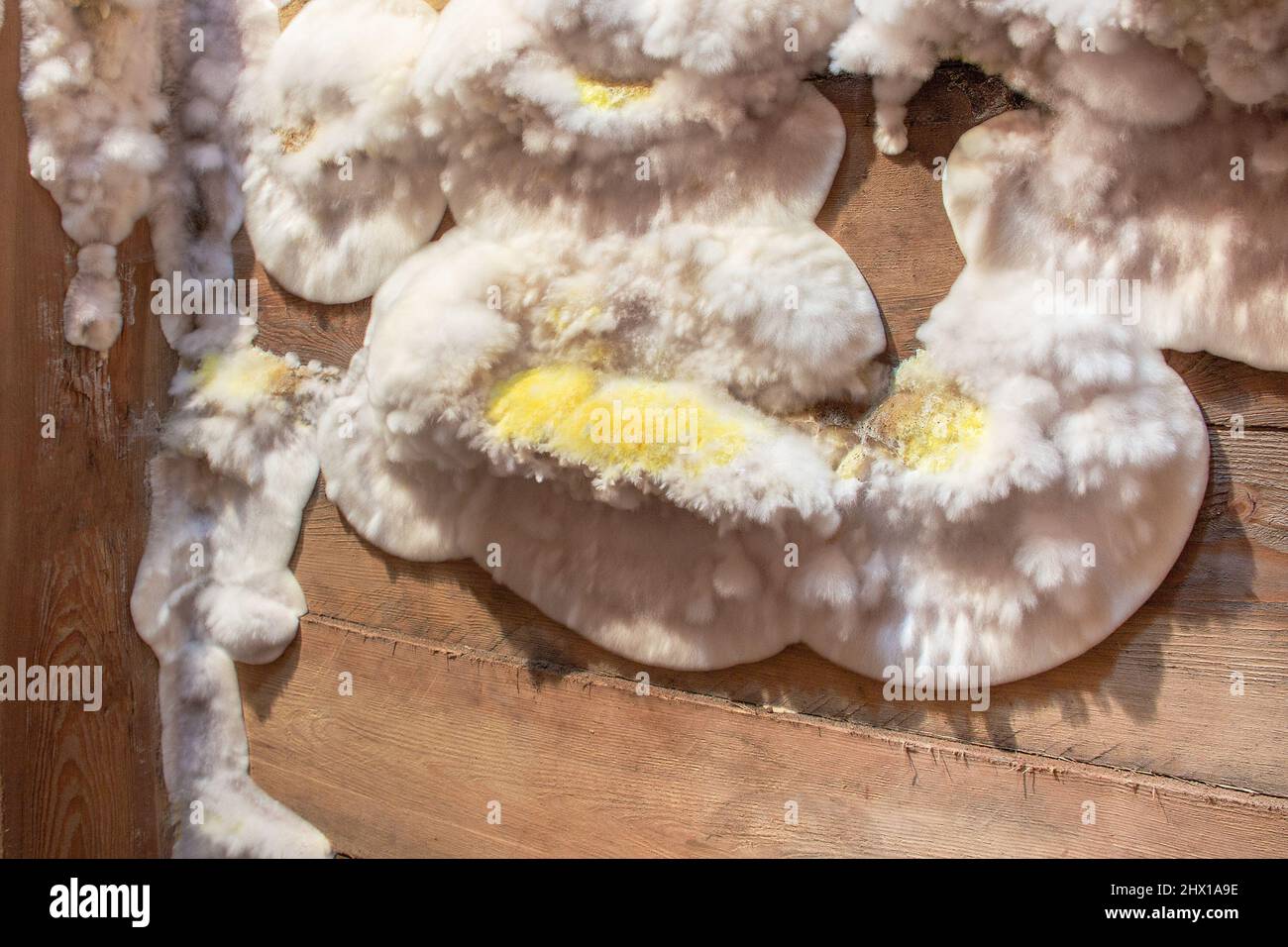 White yellow fluffy mold fungus on wooden board in cellar, attic