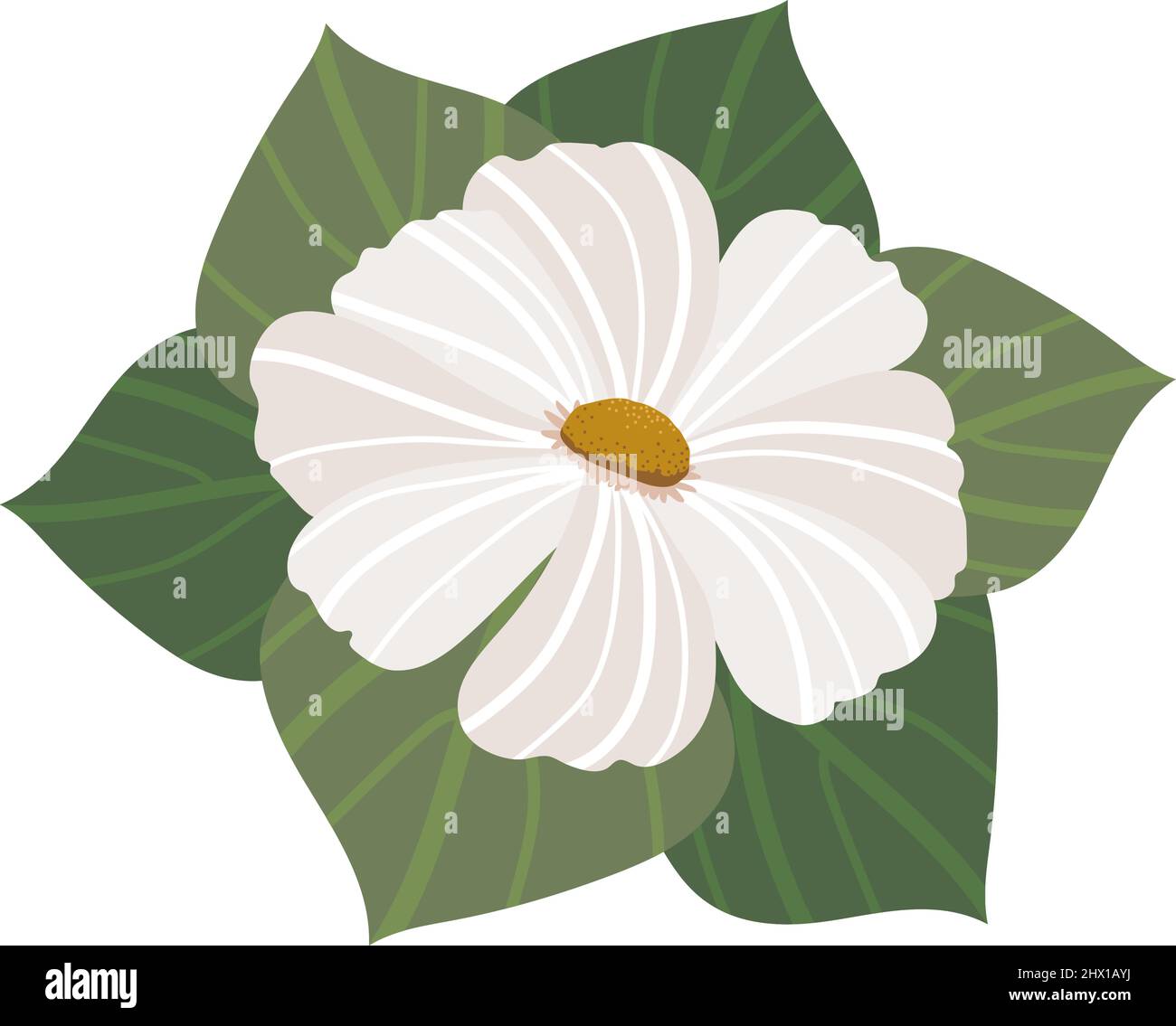flower daisy nature Stock Vector Image & Art - Alamy