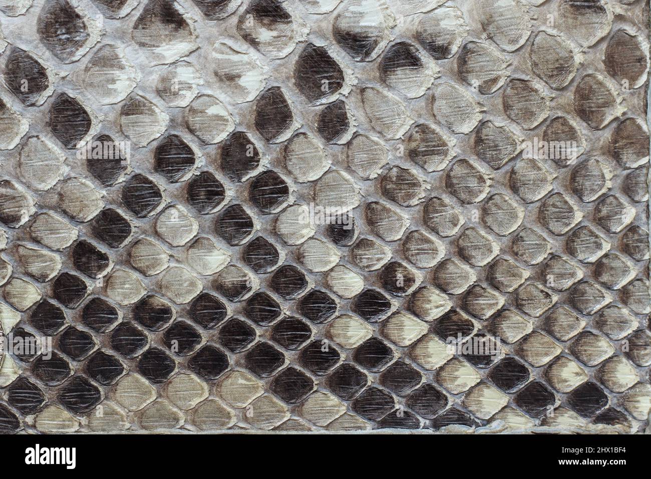 Fragment of a snake leather as a background or texture. Scaly python ...