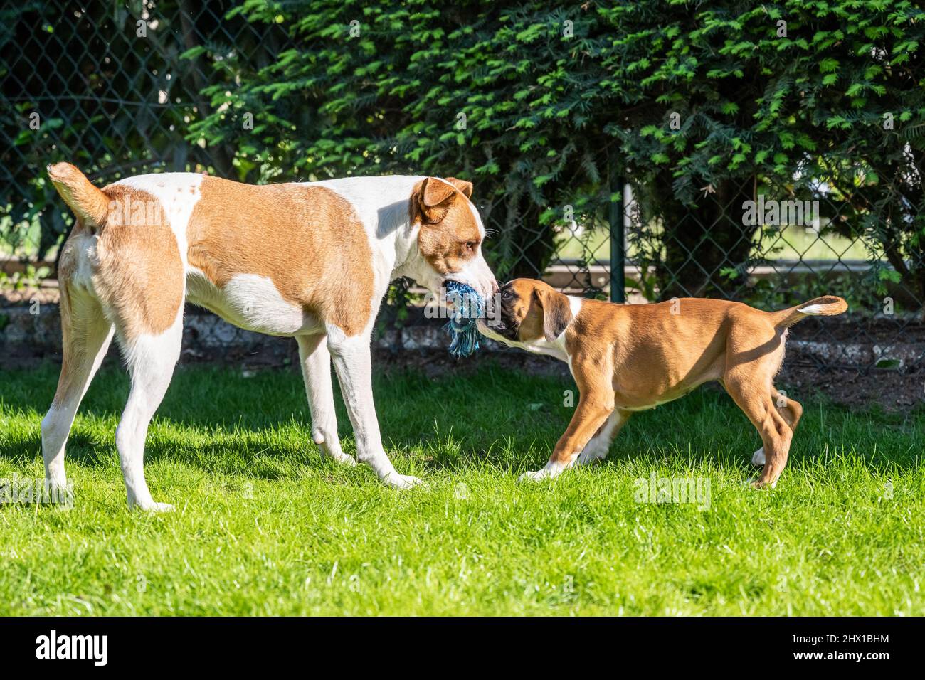 German Boxer dog and a mix dog playing together on the green grass in the garden. Stock Photo