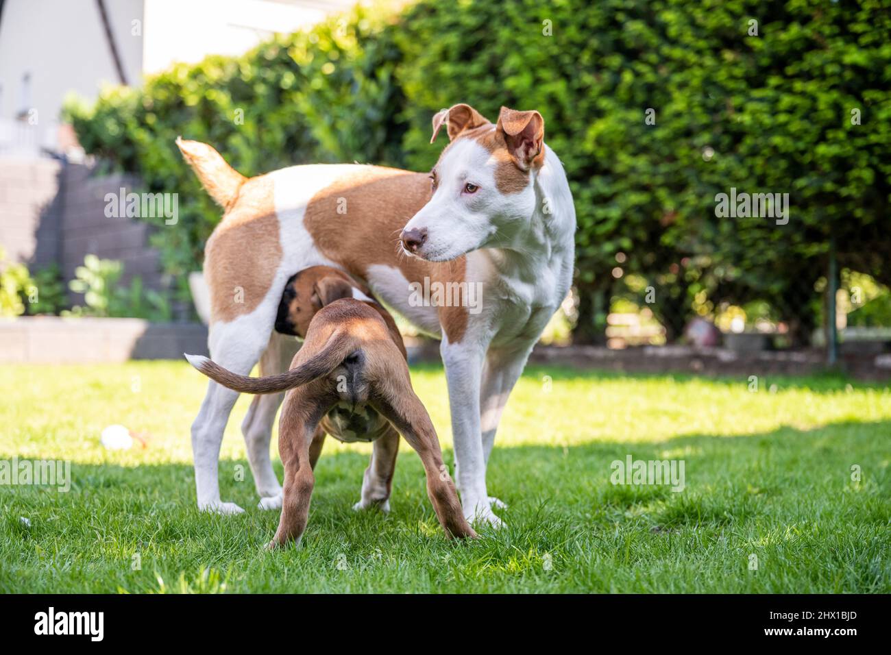 German Boxer dog and a mix dog playing together on the green grass in the garden. Stock Photo