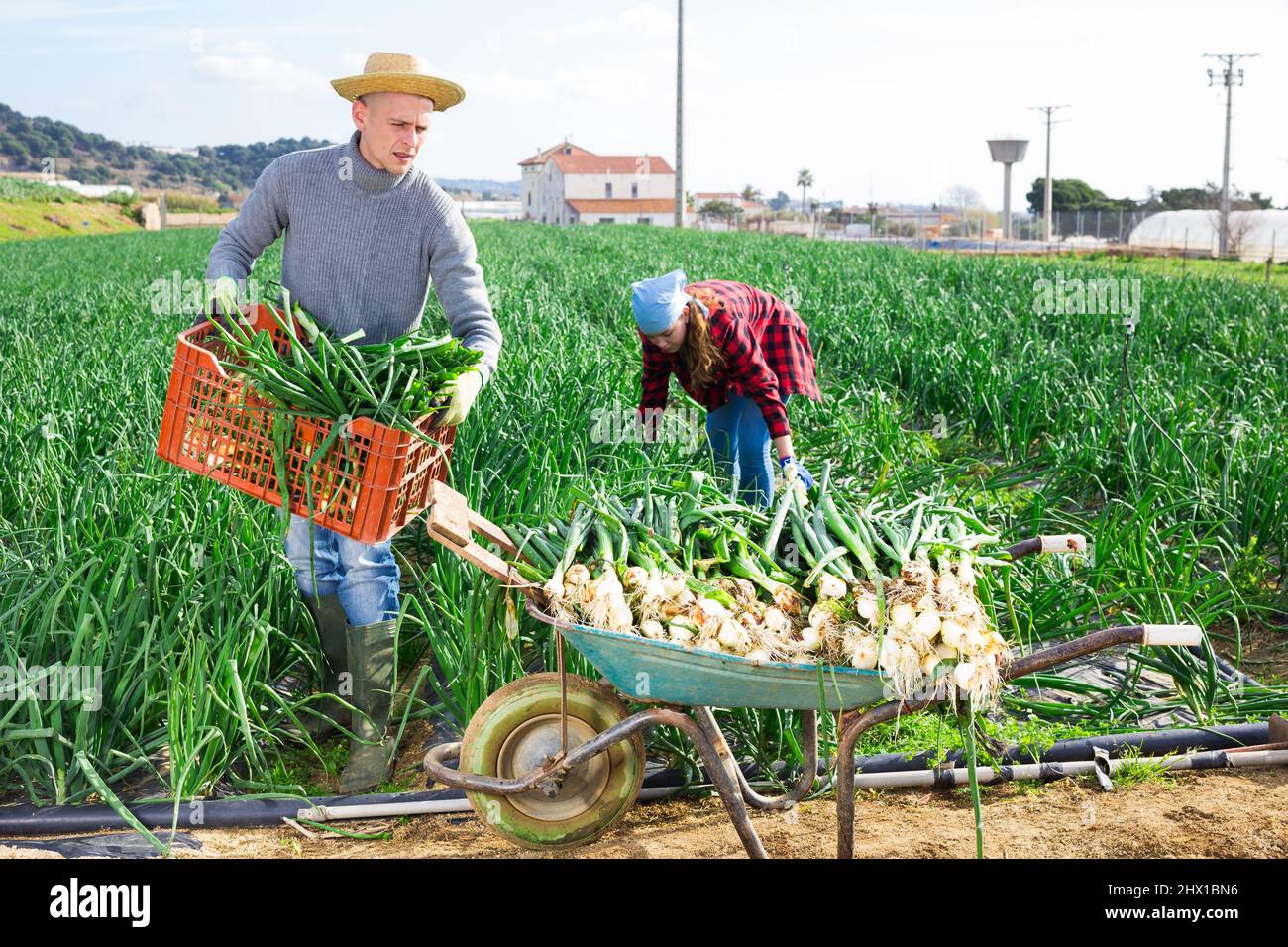 Positive worker harvesting green onion in garden Stock Photo Alamy