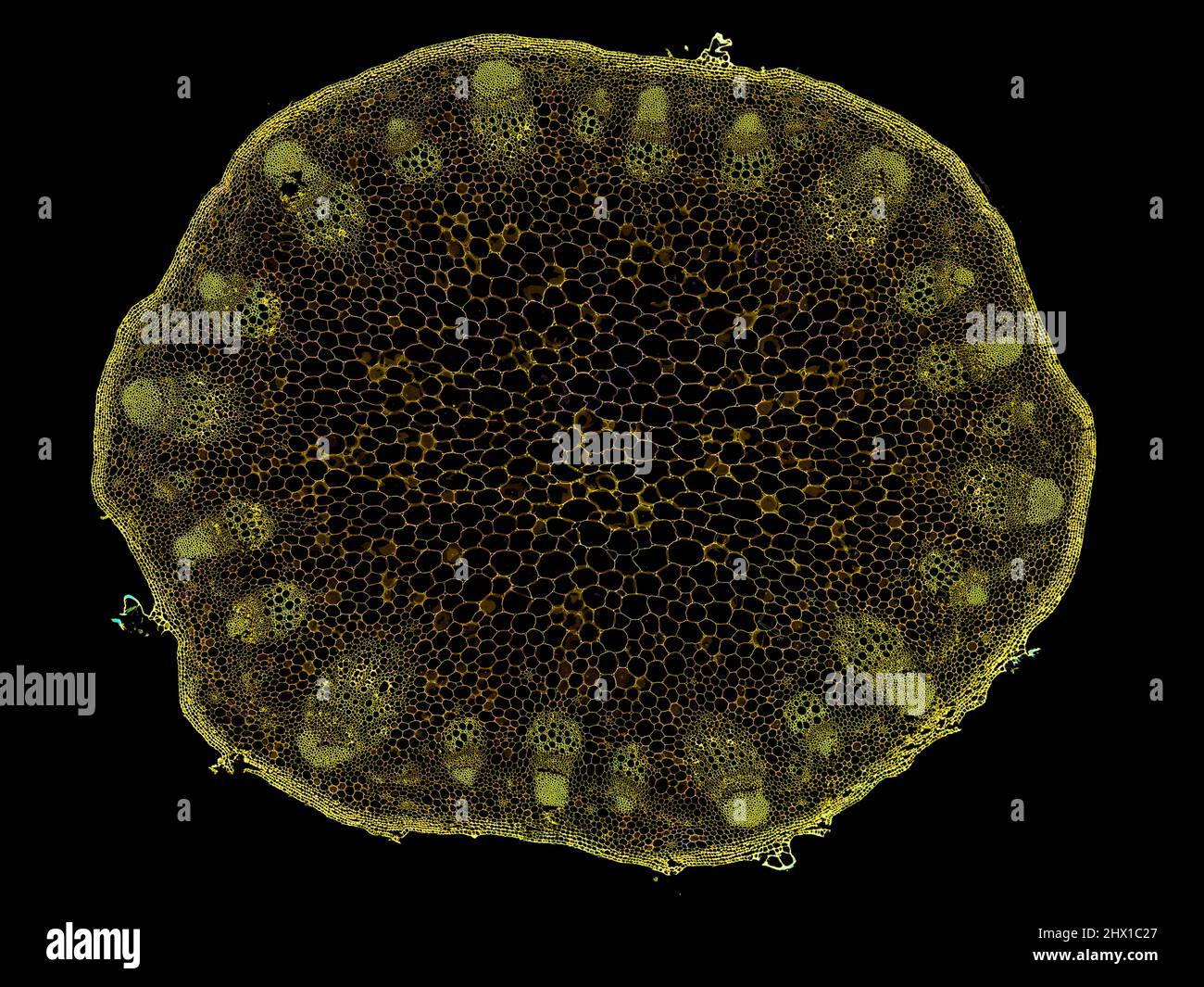 Microscopic cross section of plant stem showing cells, botanical ...