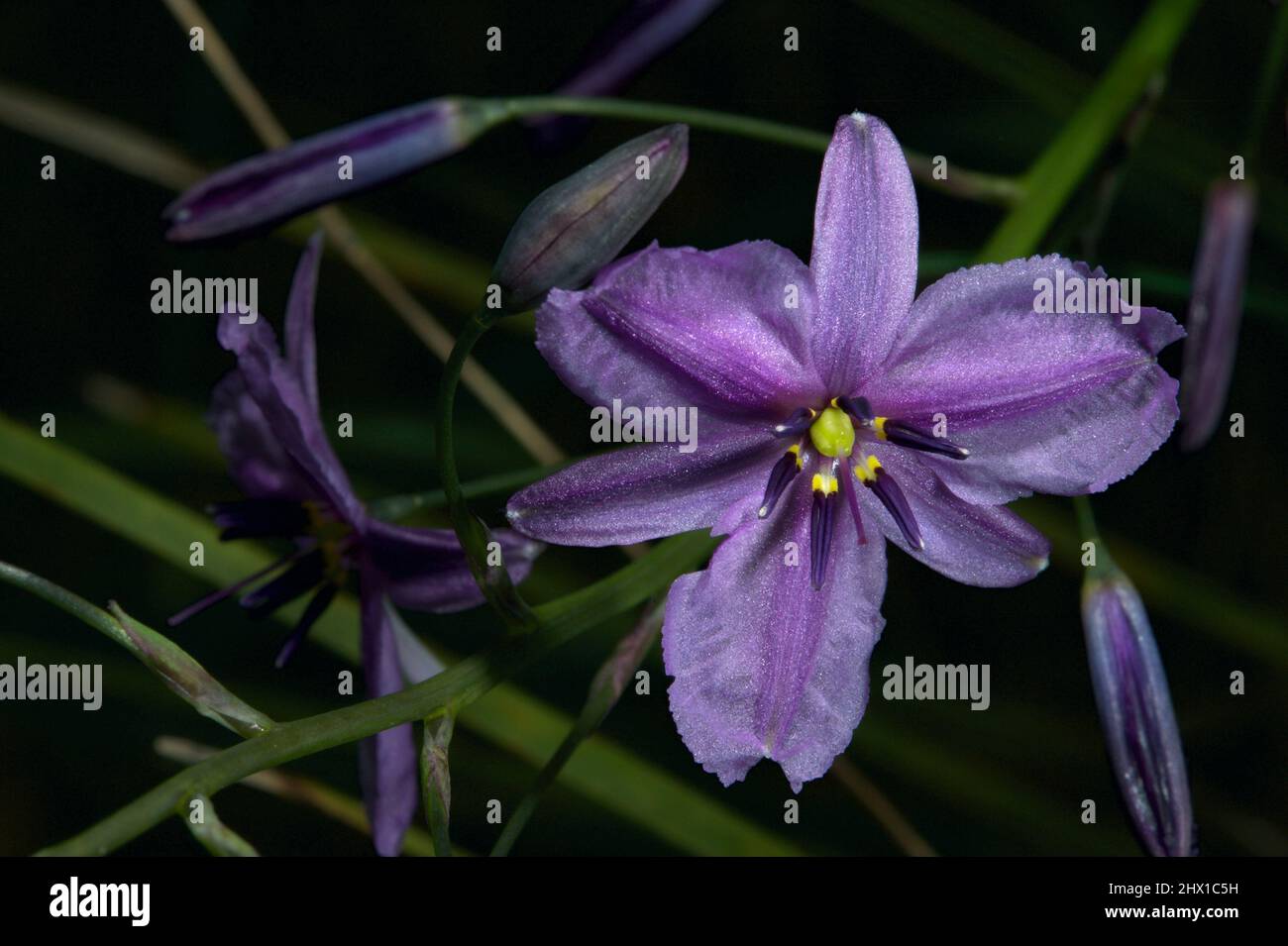 Chocolate Lillies (Arthropodium Strictum) bear no resemblance to chocolate - but get their name from the faint scent of chocolate they emit. Stock Photo