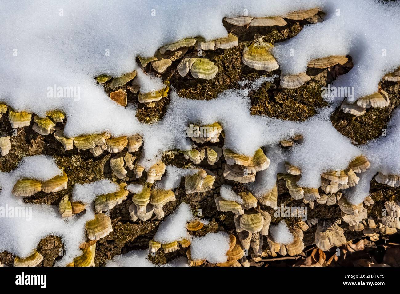Shelf fungus on a rotting log on a snowy day in the Ott Biological