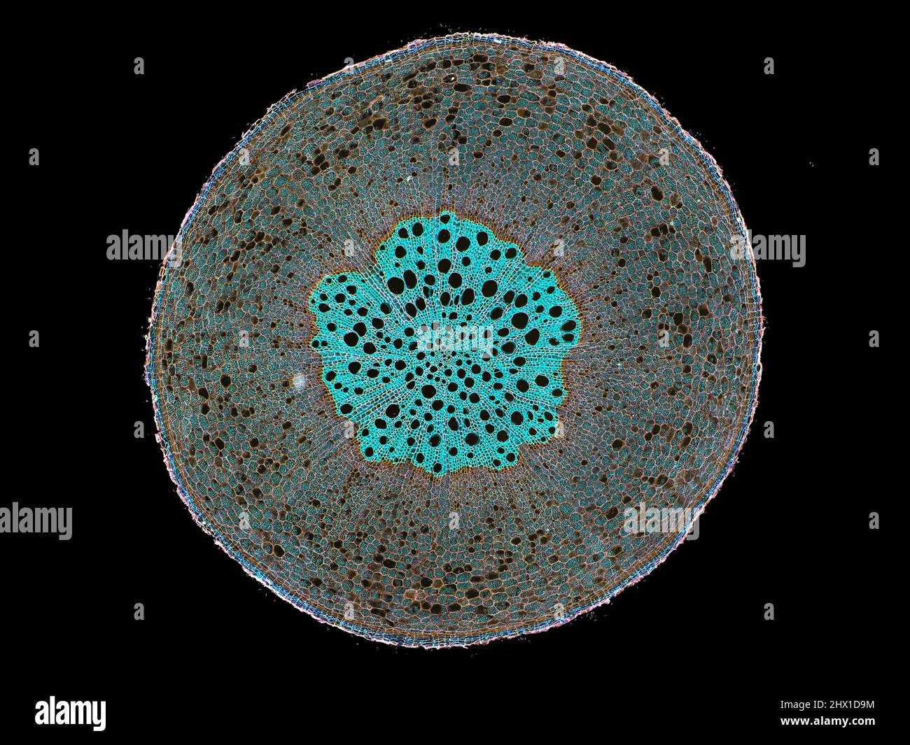 cross section cut slice of plant stem under the microscope ...