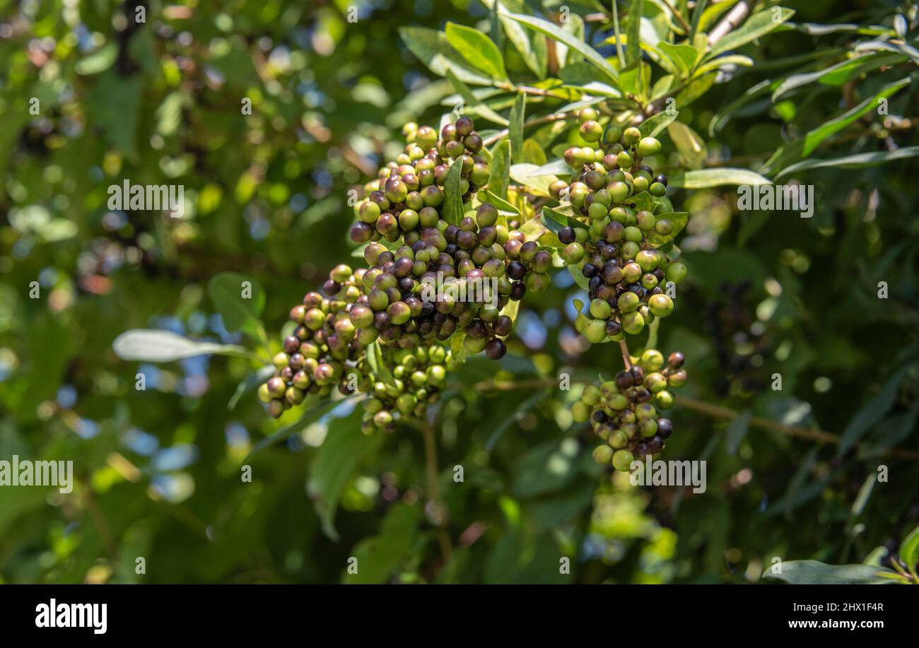 close up of the berries at a privet hedge changing their colour from