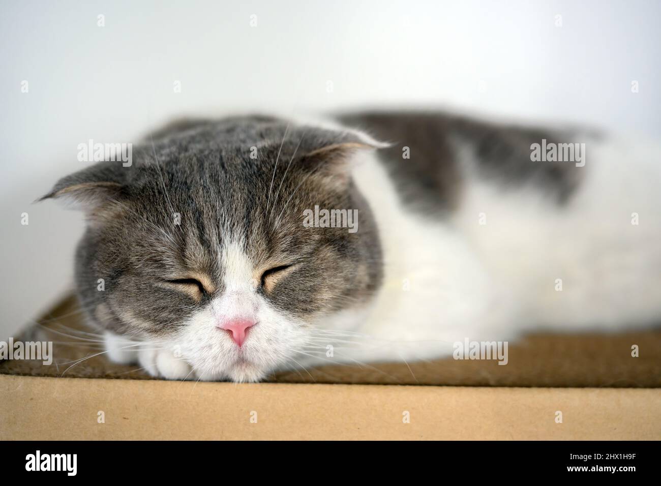 cute young cat sleeping on a cardboard box Behind the house is a white wall. Relaxed atmosphere. Scottish fold cat, focus on face while sleeping, stra Stock Photo