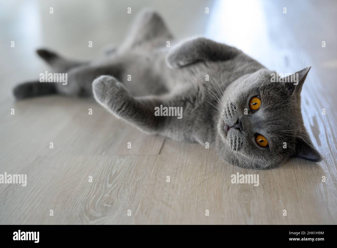 Black cat lying on its back, young cat sleeping with legs spread open, lying in a funny and revealing position. British Shorthair Blue color supine on Stock Photo