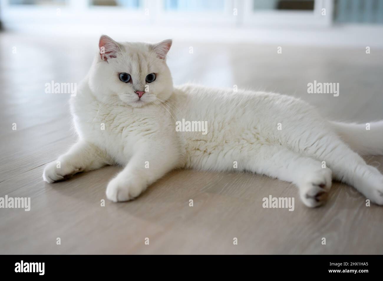 Handsome young cat posing sitting and look straight back, silver British Shorthair cat with big beautiful blue eyes, Contest grade white pedigree cat. Stock Photo