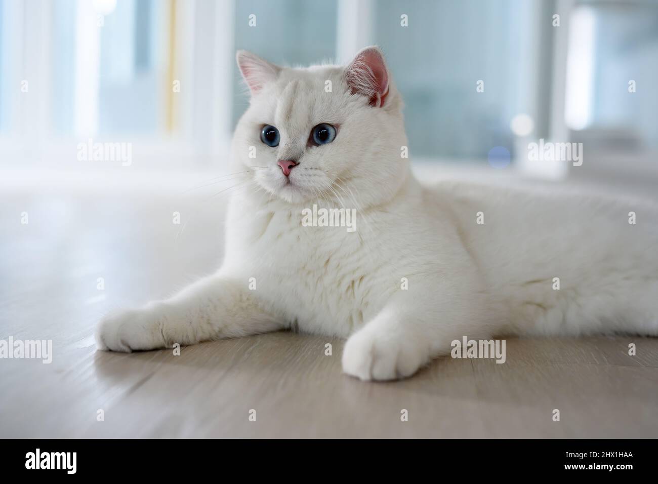 Handsome young cat posing sitting and look straight back, silver British Shorthair cat with big beautiful blue eyes, Contest grade white pedigree cat. Stock Photo