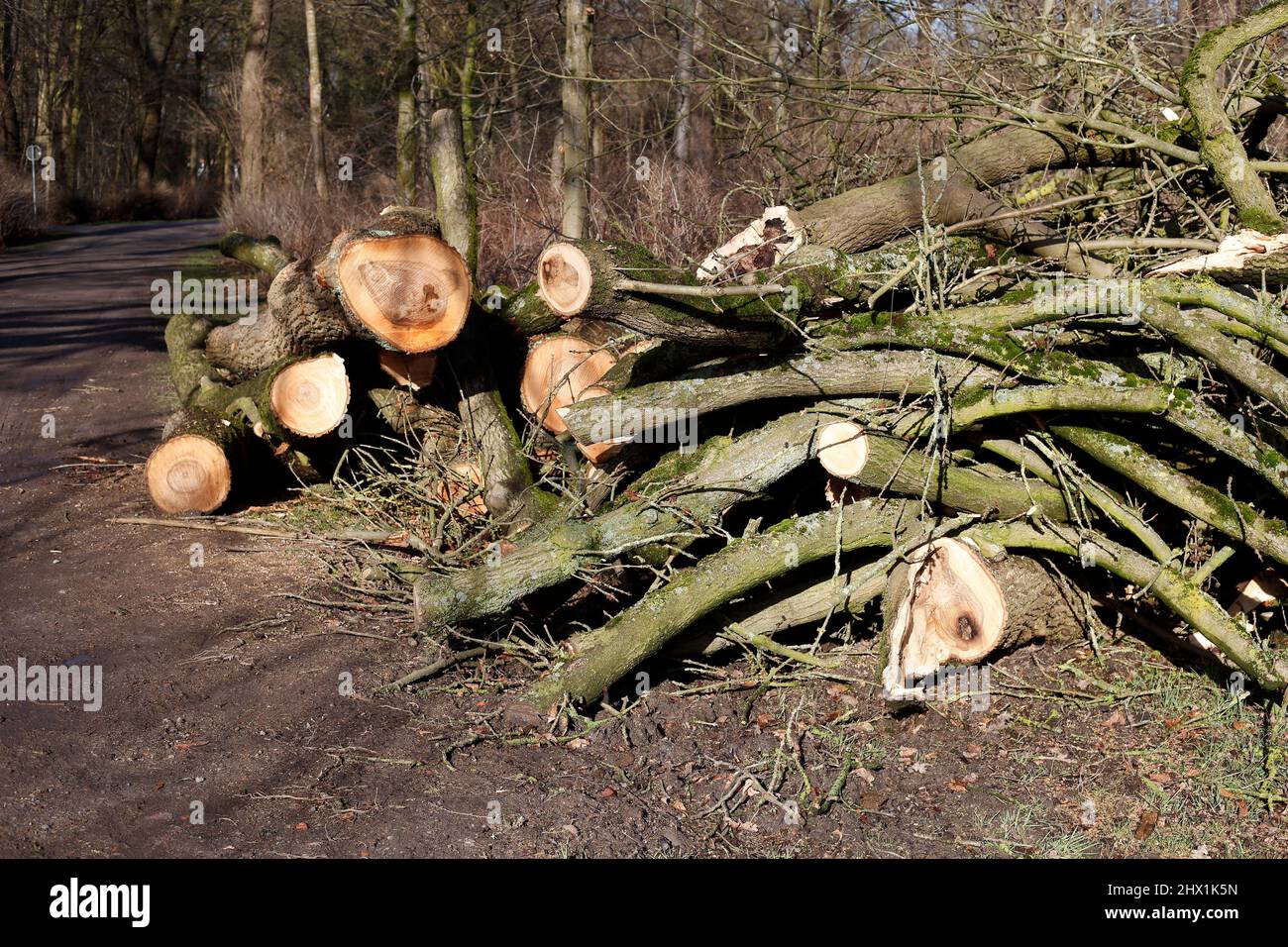 Sturmschaden, abgeknickte Zweige und Baumstämme, Deutschland, Europa Stock Photo