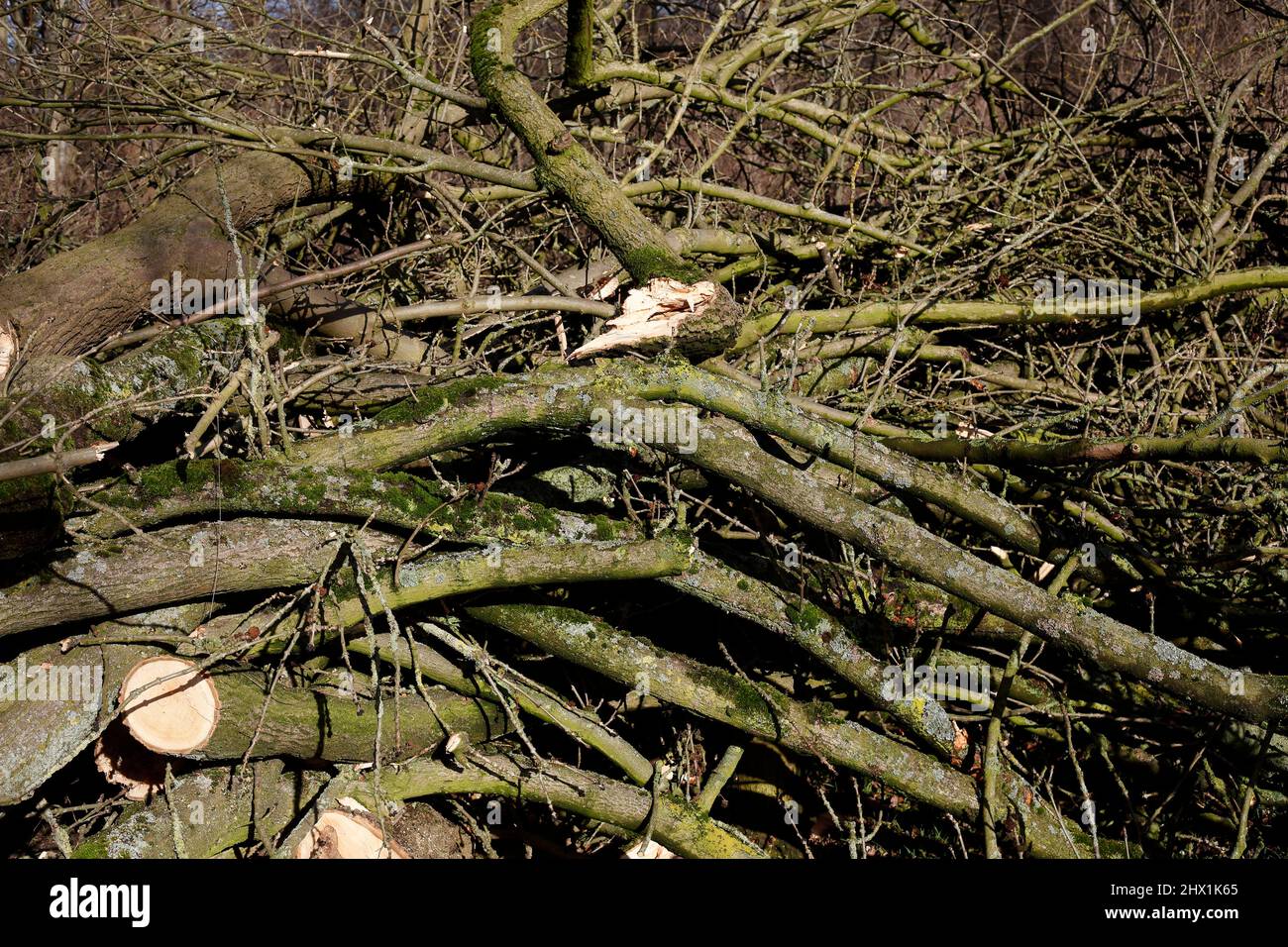 Sturmschaden, abgeknickte Zweige und Baumstämme, Deutschland, Europa Stock Photo