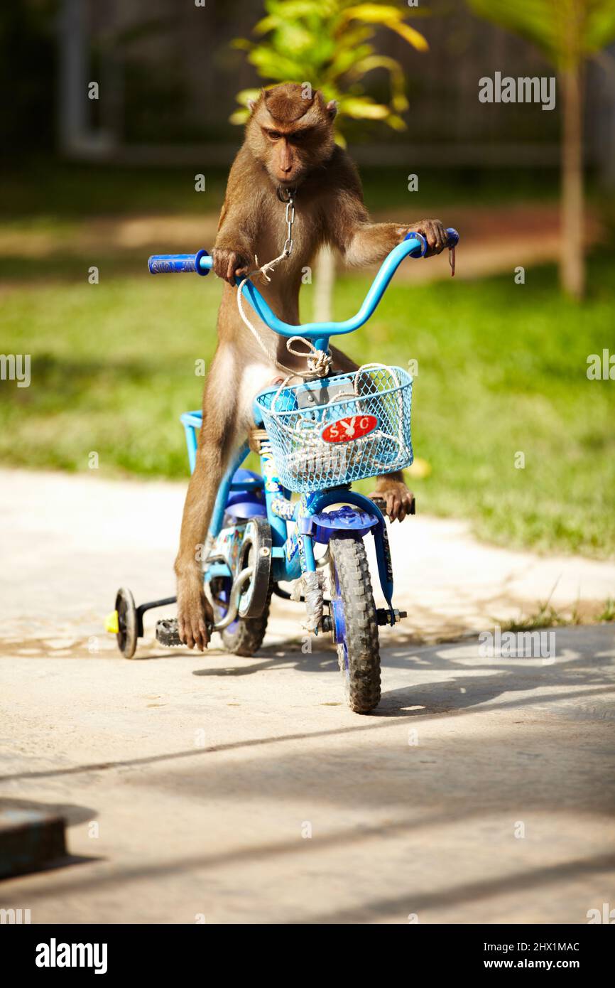 Macaque riding bicycle. A macaque monkey riding a blue bicycle - Thailand. Stock Photo