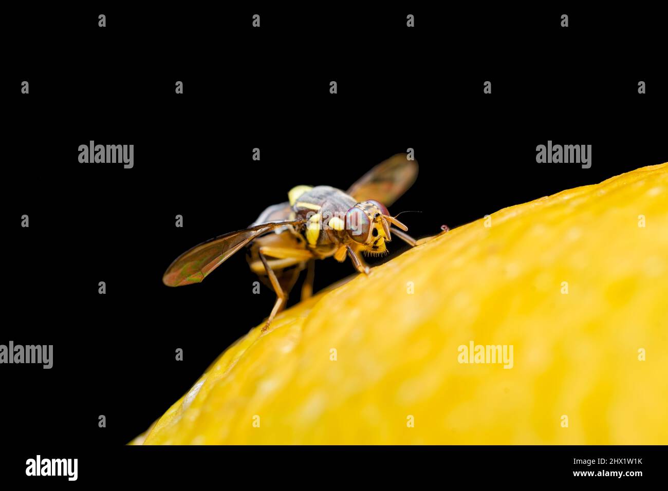 Melon fruit fly on the surface of the mango fruit. It is a serious agricultural pest and most destructive pest of melons and related crops. Selective Stock Photo