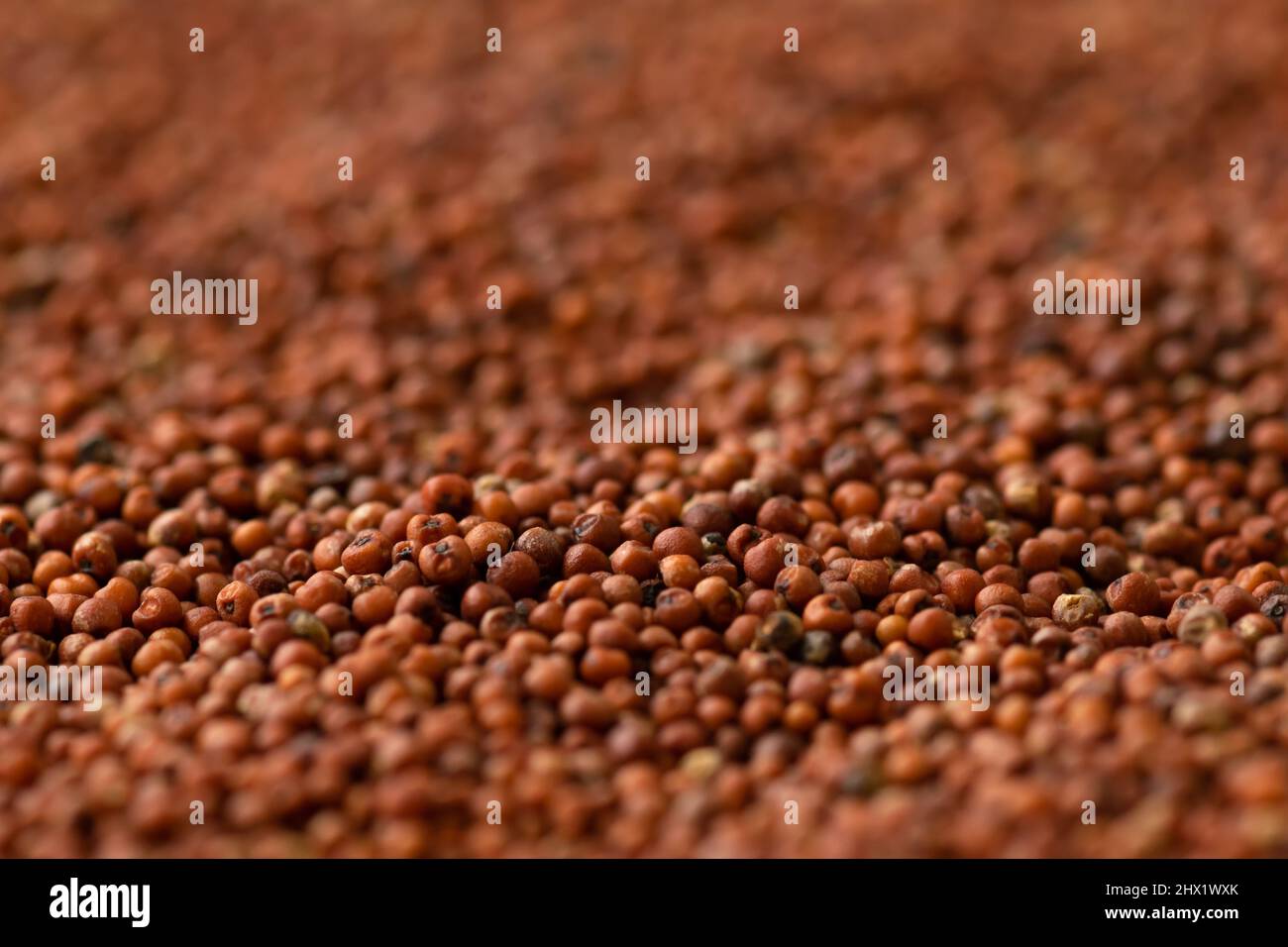 Macro photo of finger millet with selective focus and blurry background with bokeh. It is very nutritive cereals consumed in various regions of India Stock Photo
