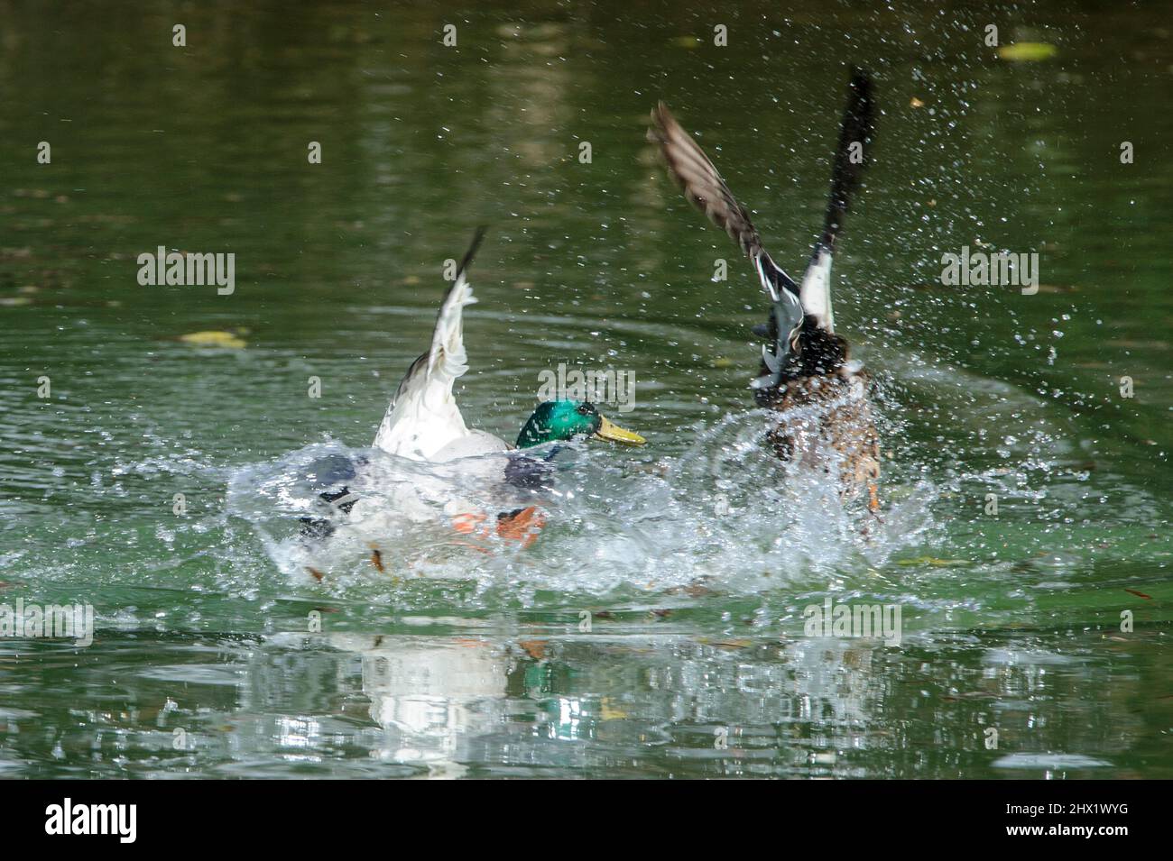 15march2021 The mallard, Anas platyrhynchos is a dabbling duck