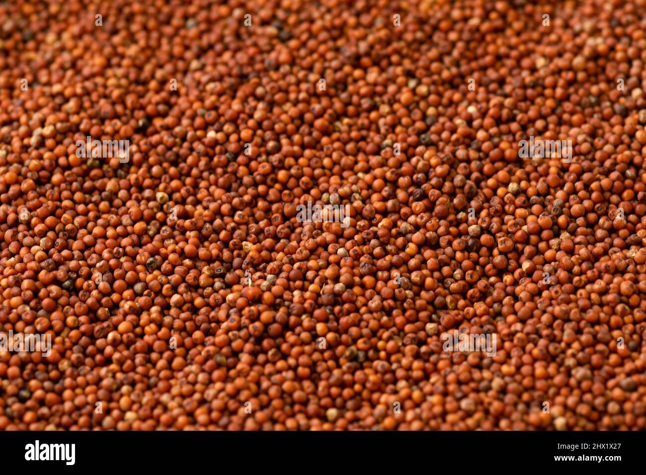 Finger millet spread after threshing. It is also known as ragi, kodo in