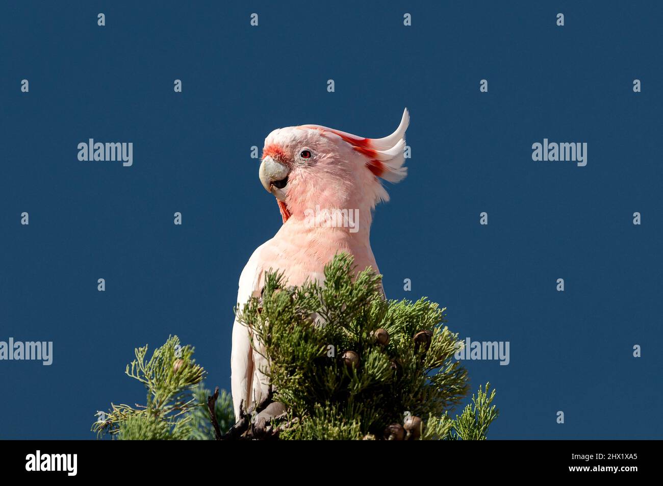 Rare Pink Cockatoo sitting in a pine tree. Stock Photo
