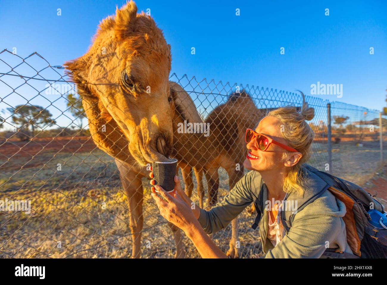 Woman feeding Australian dromedary, Camelus dromedarius species. Endemic to Australia. Caucasian blonde tourist enjoys camel encounter in the Northern Stock Photo