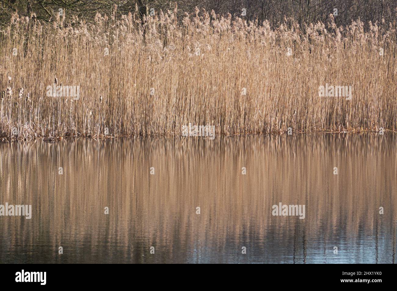Withered Reeds reflected in water Stock Photo