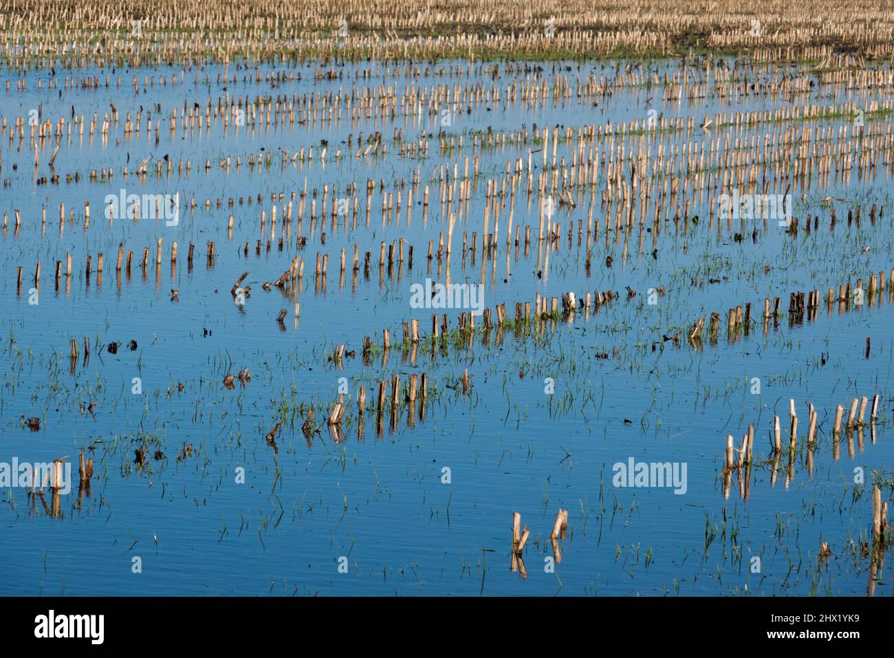 Flooded maize field after after heavy rains in winter Stock Photo