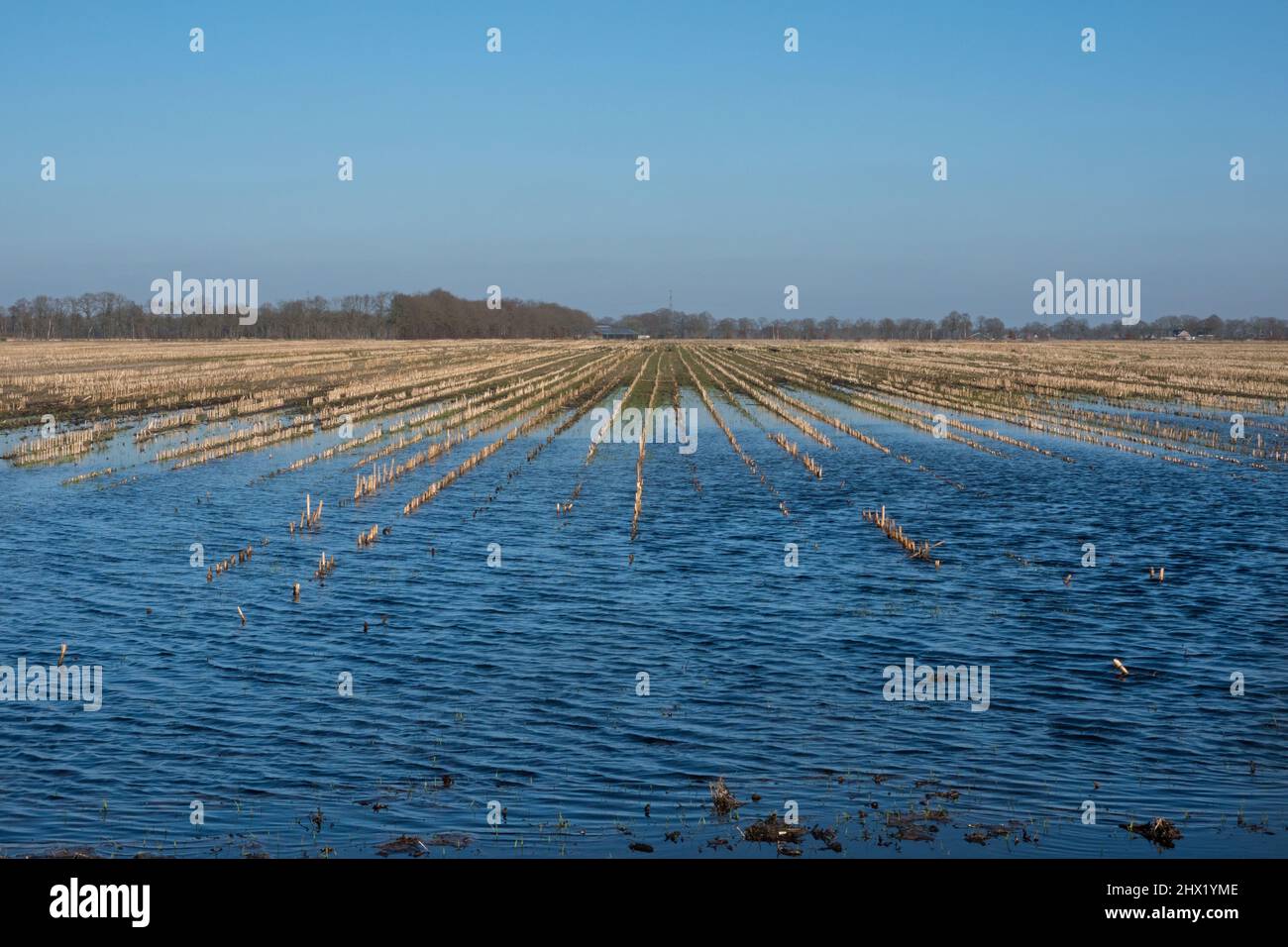 Muddy maize field after bad weather, flooded after heavy rains in winter Stock Photo
