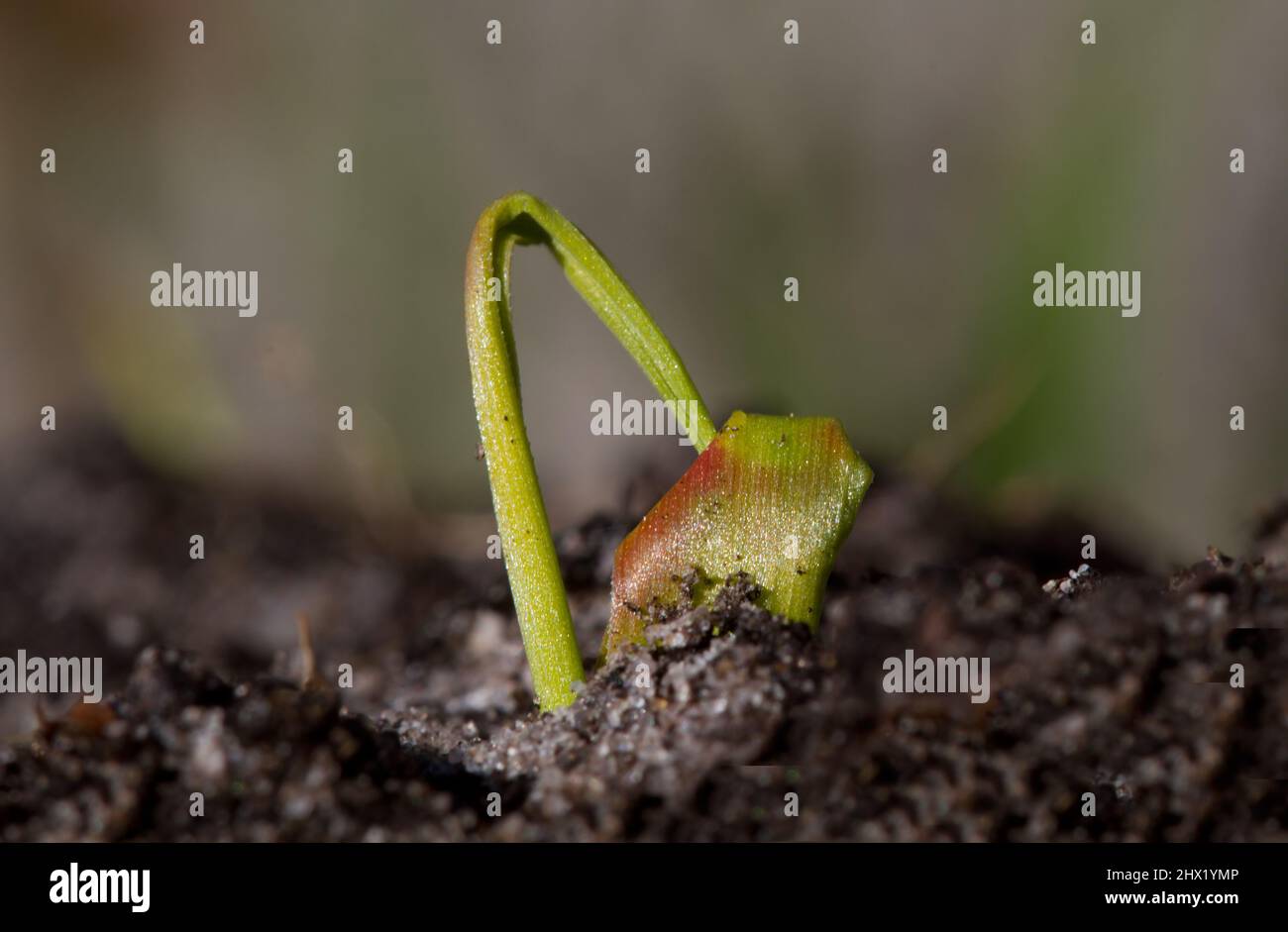 Close-up of a small, delicate seedling emerging from earth Stock Photo