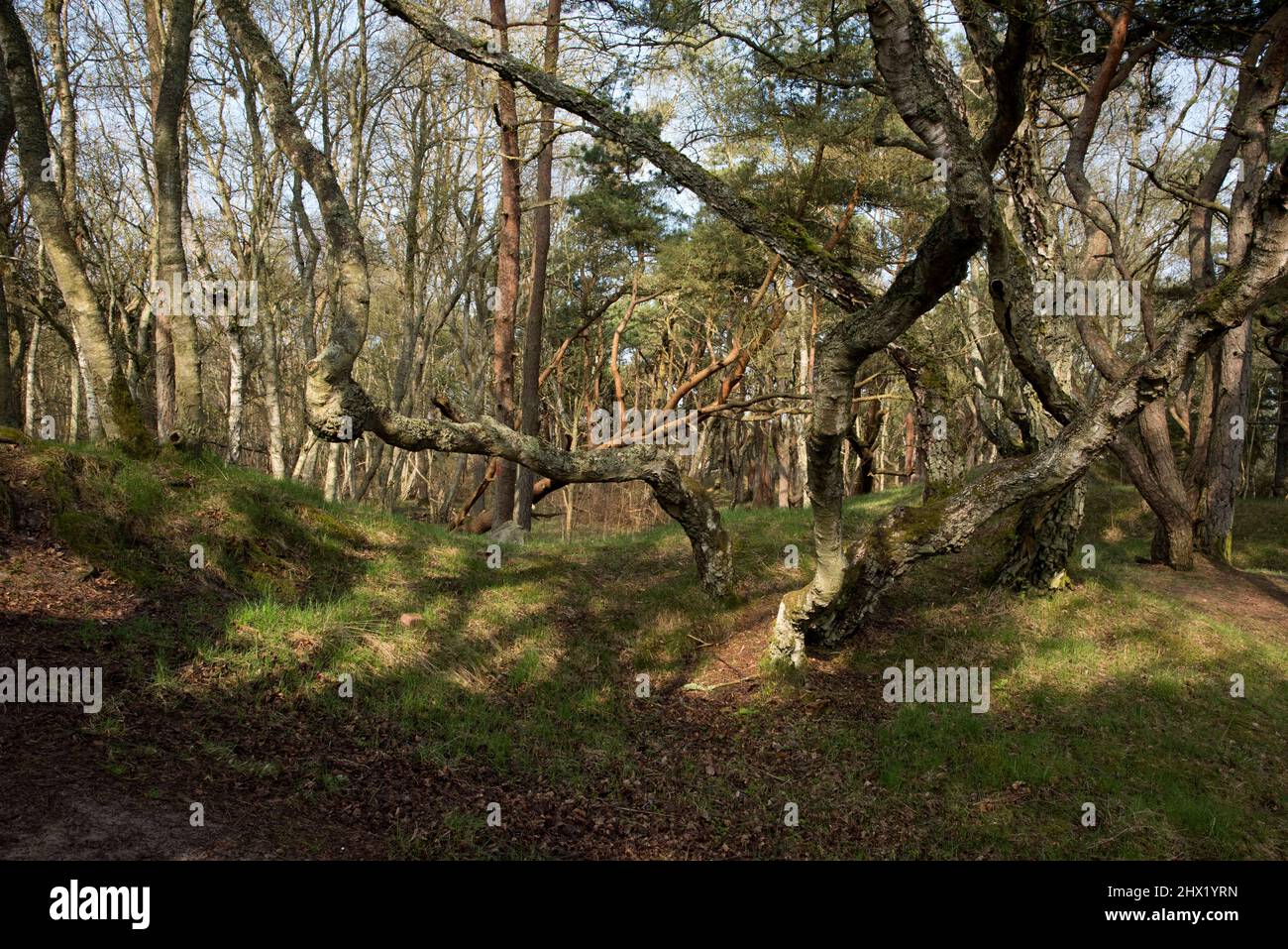 Pine and birch forest in nature reserve Angelholms Strandkog just along Kattegat coast in Skåne län in Southern Sweden. Stock Photo