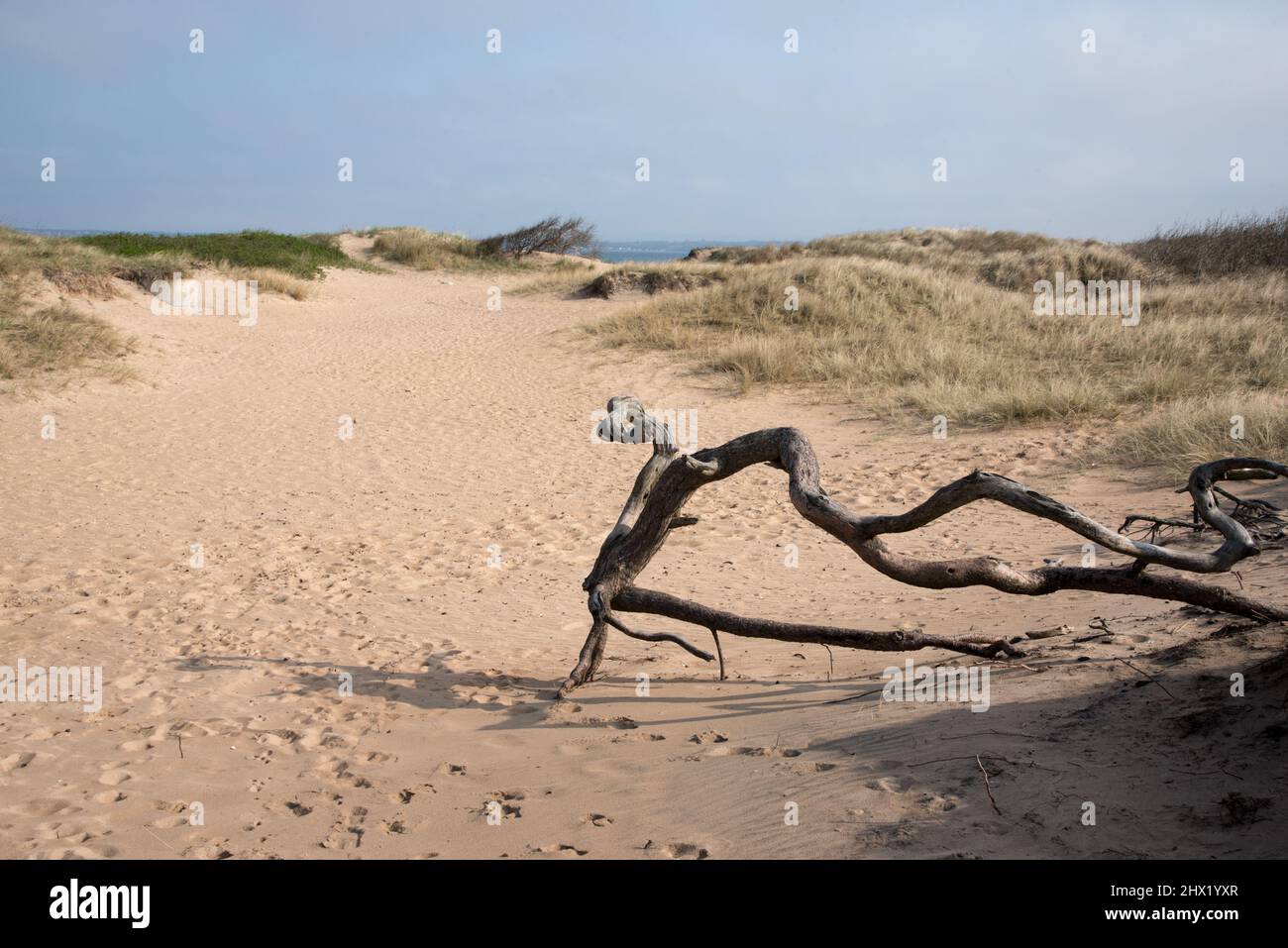 sand dunes in nature reserve Angelholms Strandkog just along Kattegat coast in Skåne län in Southern Sweden. Stock Photo