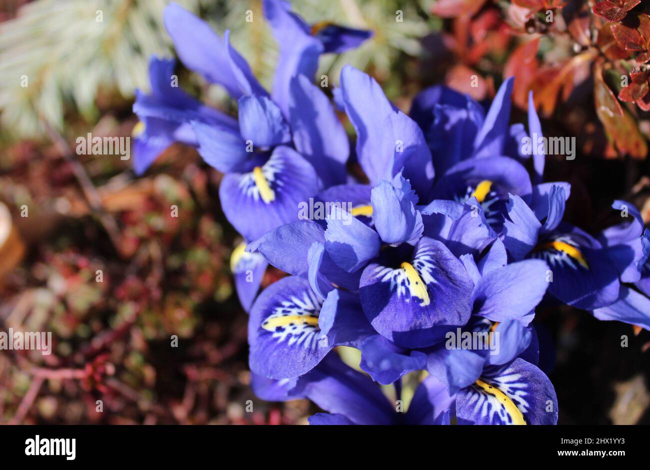 orchid iris in the garden Stock Photo