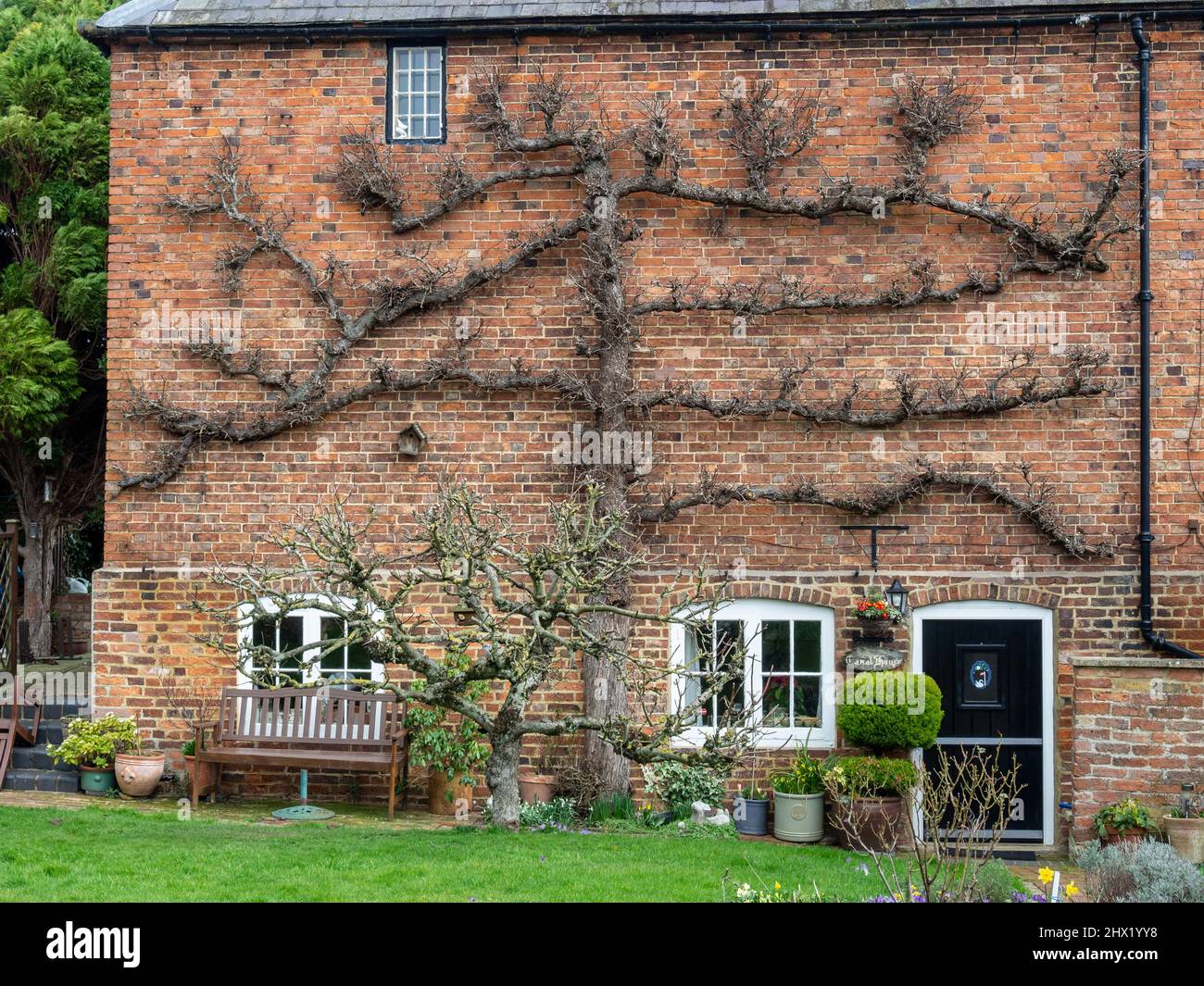Brick built house in winter with large espalier tree covering the wall