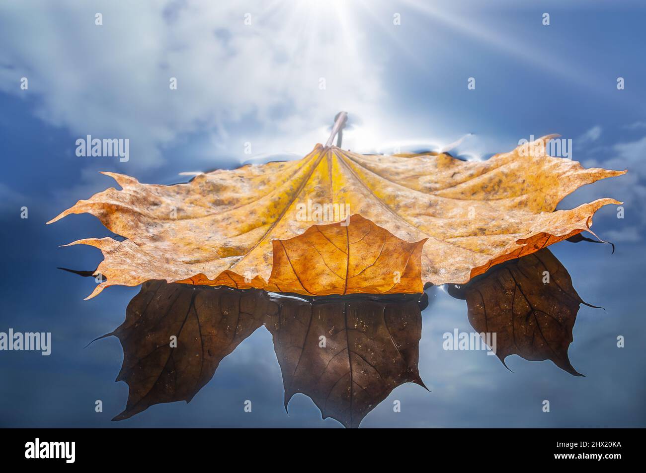 Autumn yellow leaf floating on the mirror surface of the water Stock ...
