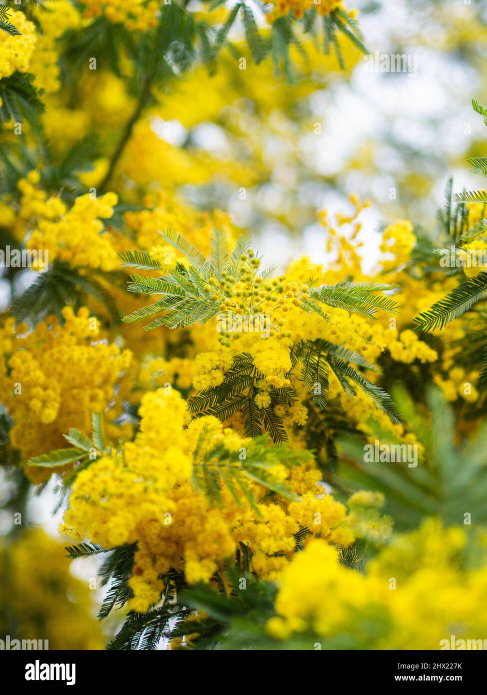 Flowering mimosa tree outdoor. Yellow mimosa blooms background