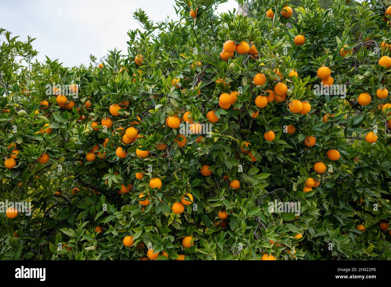Large tree full orange hi res stock photography and images Alamy