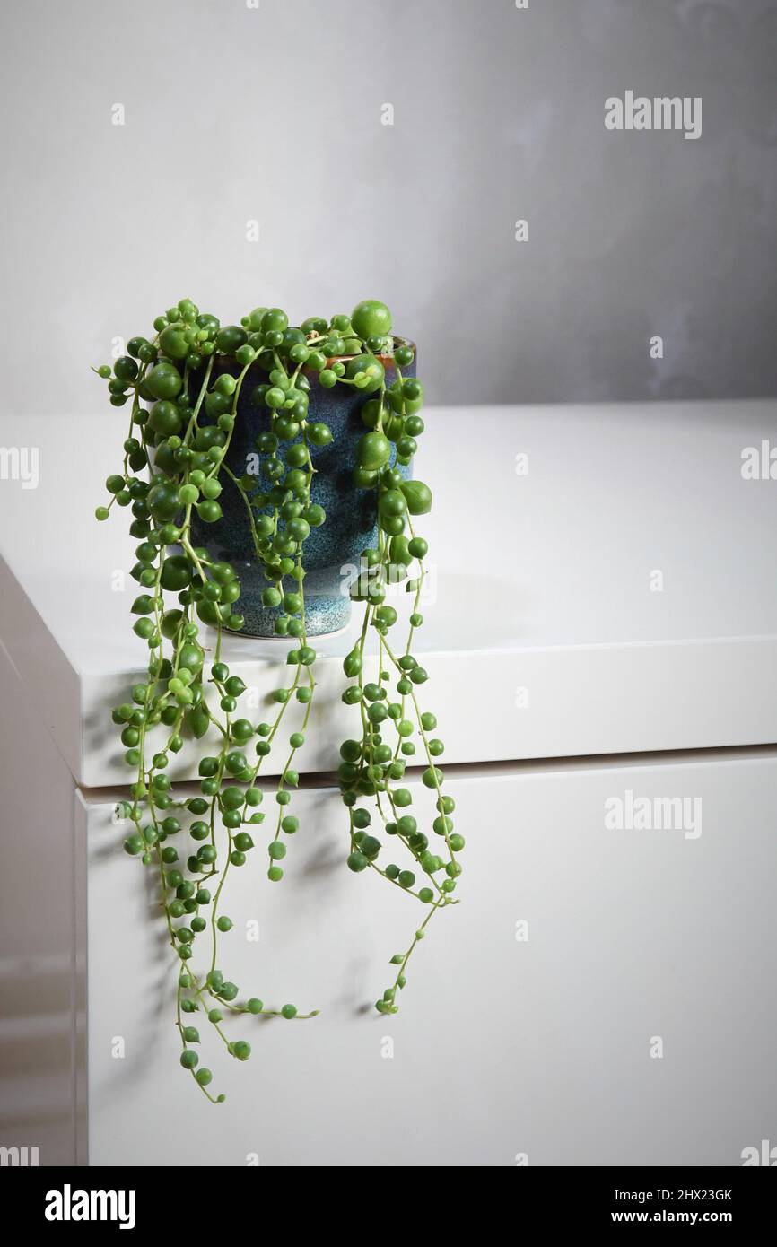 Senecio rowleyanus, string of pearls, houseplant with round green