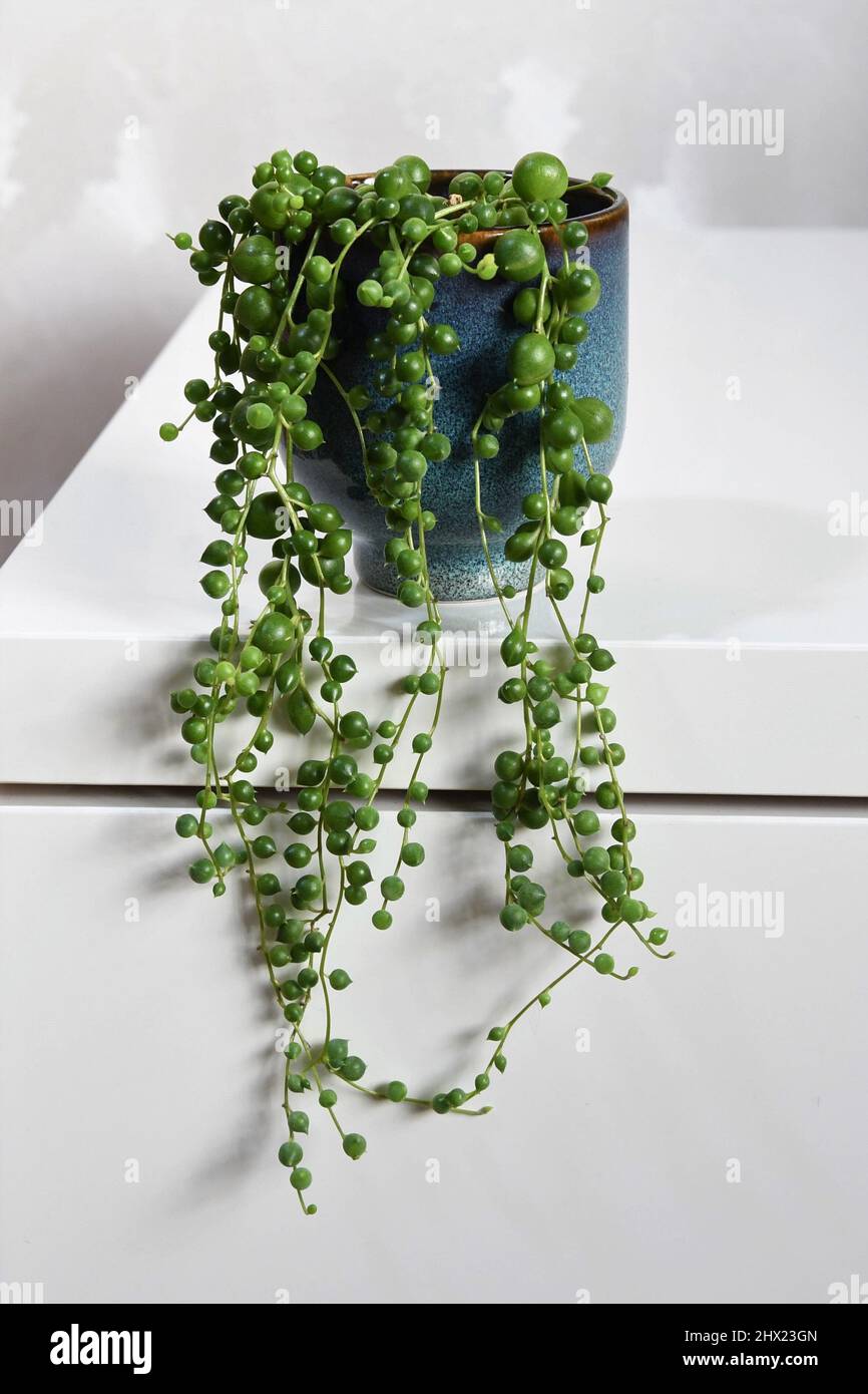 Senecio rowleyanus, string of pearls, houseplant with round green leaves in a blue ceramic pot. Isolated on a white background, in portrait. Stock Photo
