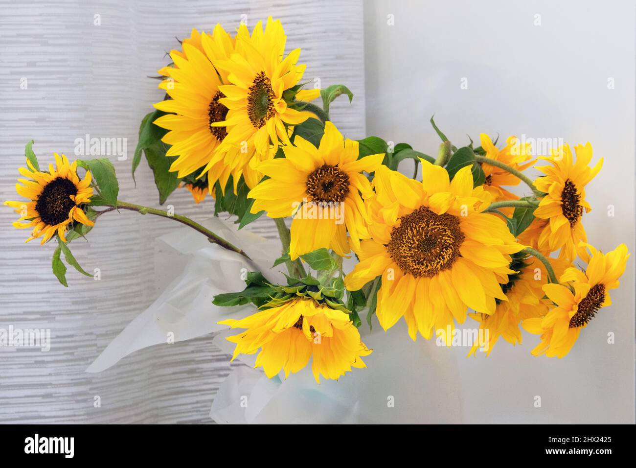 Sunflower in a vase in home Stock Photo Alamy