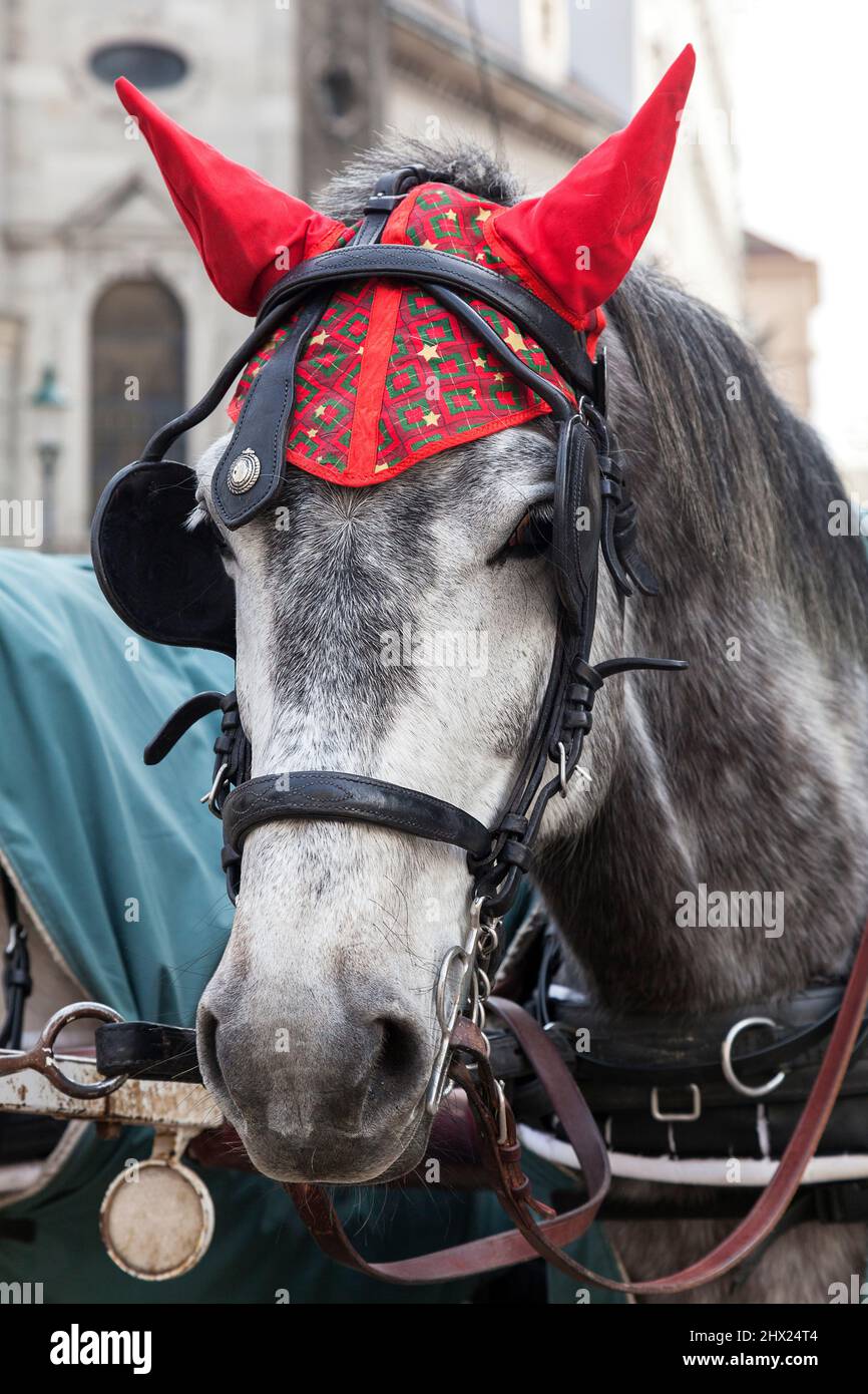 Portrait of a horse in traditional Vienna carriage harness Stock Photo