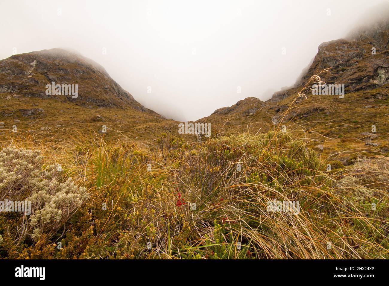 Foggy landscape with native alpine vegetation and grassland, Routeburn Track, Southern Alps in the South Island New Zealand Stock Photo