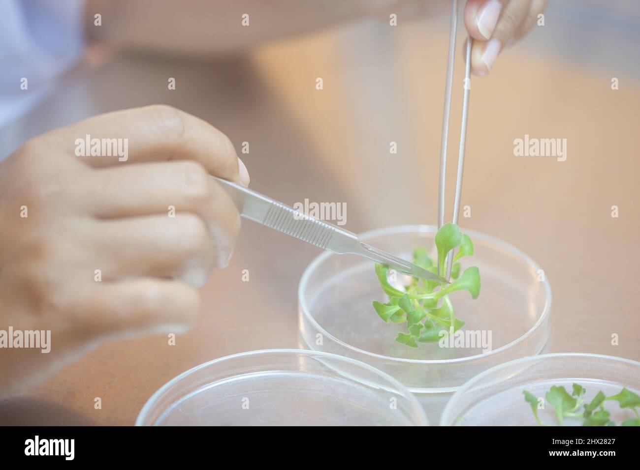 Scientists cut plant tissue culture in Petri dishes, performing laboratory experiments, plant testing. Asparagus and other tropical plants. Stock Photo