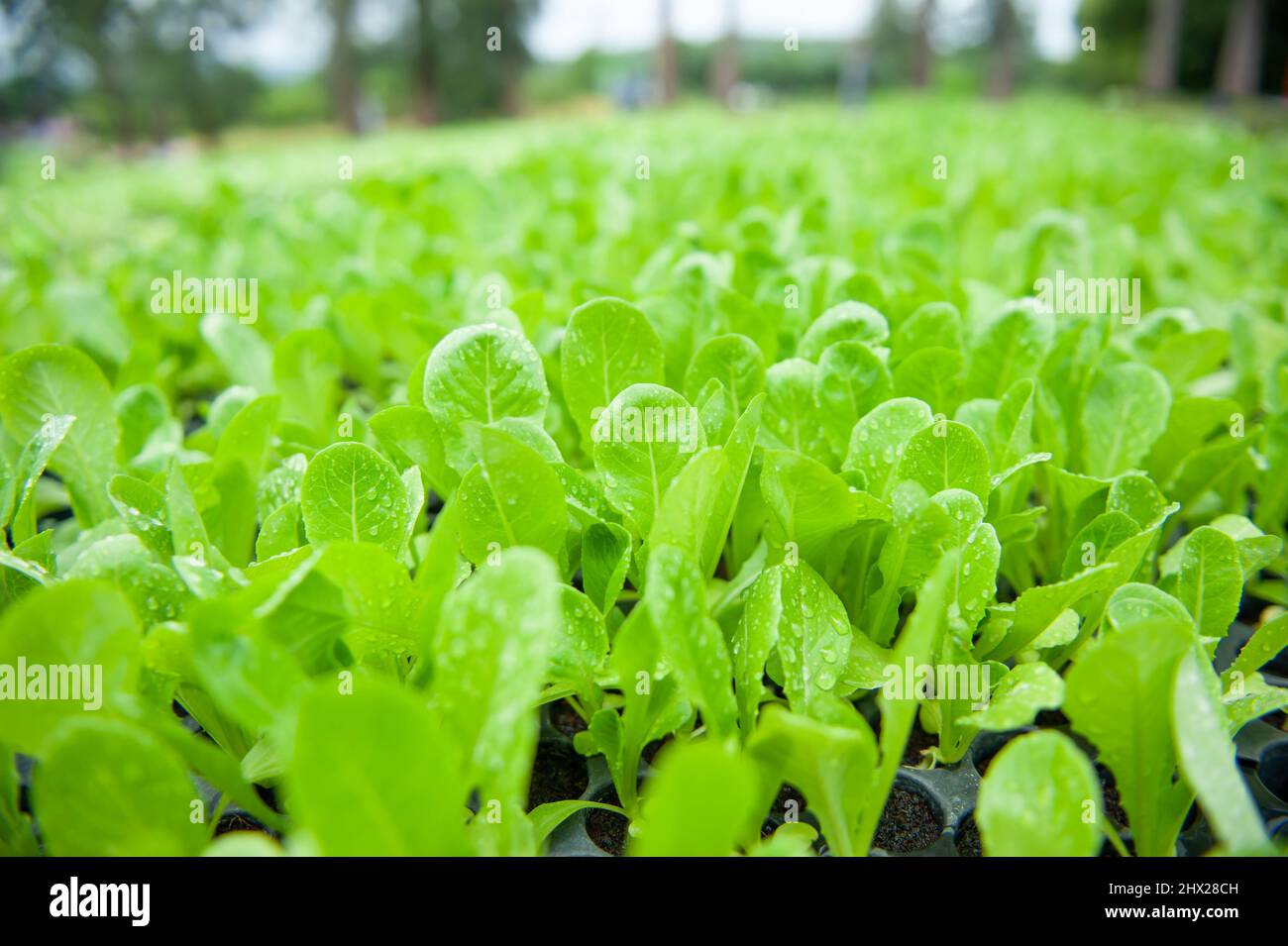 Fresh young Choy Sum growing in a nursery garden. Organic vegetable