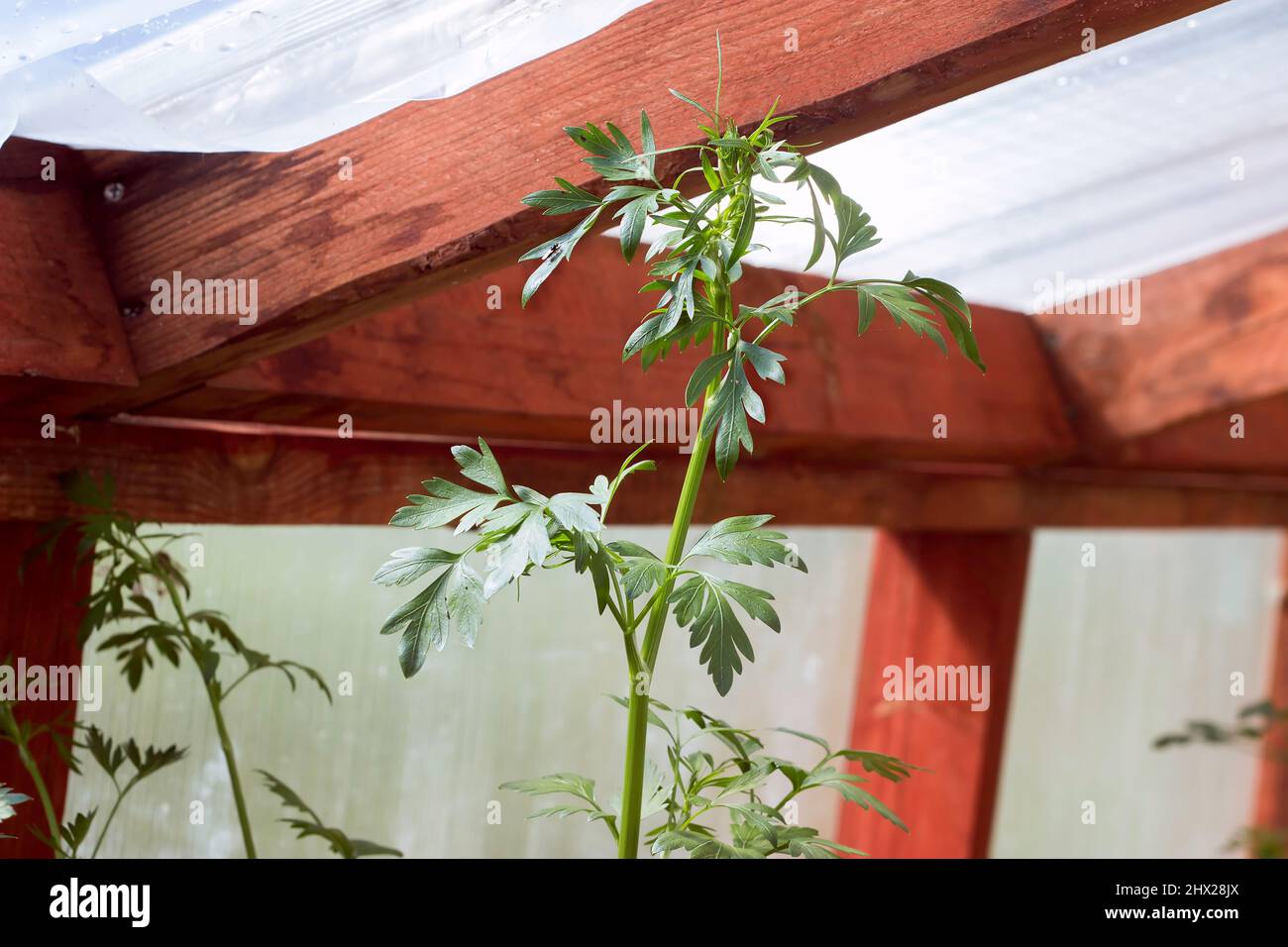Tomato plant growing tall in the greenhouse Stock Photo Alamy