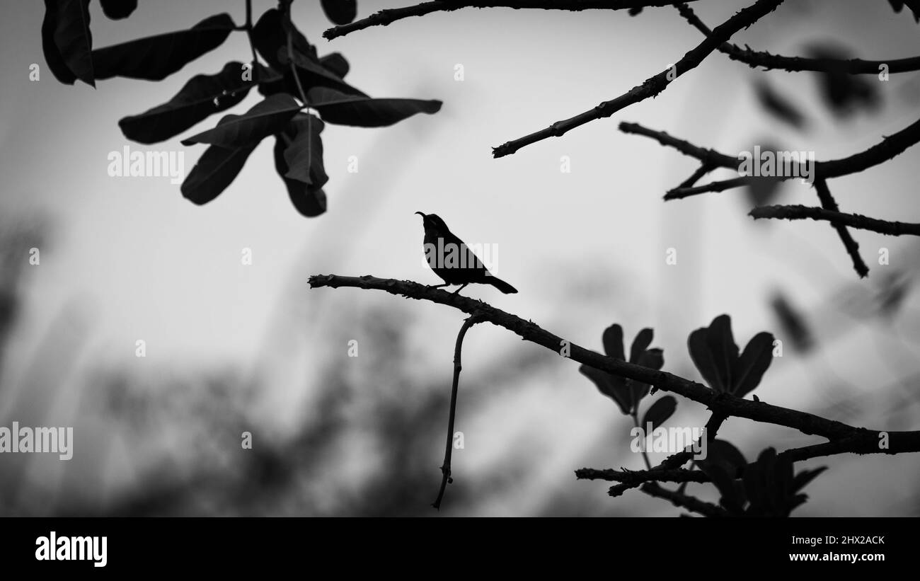 Silhouette of a sun bird with a grey background. The photo was taken in south africa and was edited in black and white. good for digital desigh Stock Photo