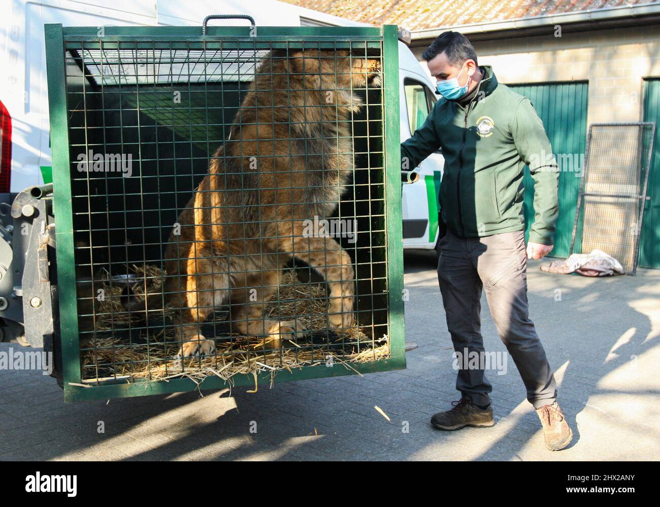 A lion, who was in an animal shelter in Kyiv, is seen in a cage at A lion, who was in an animal shelter in Kyiv, is seen in a cage at