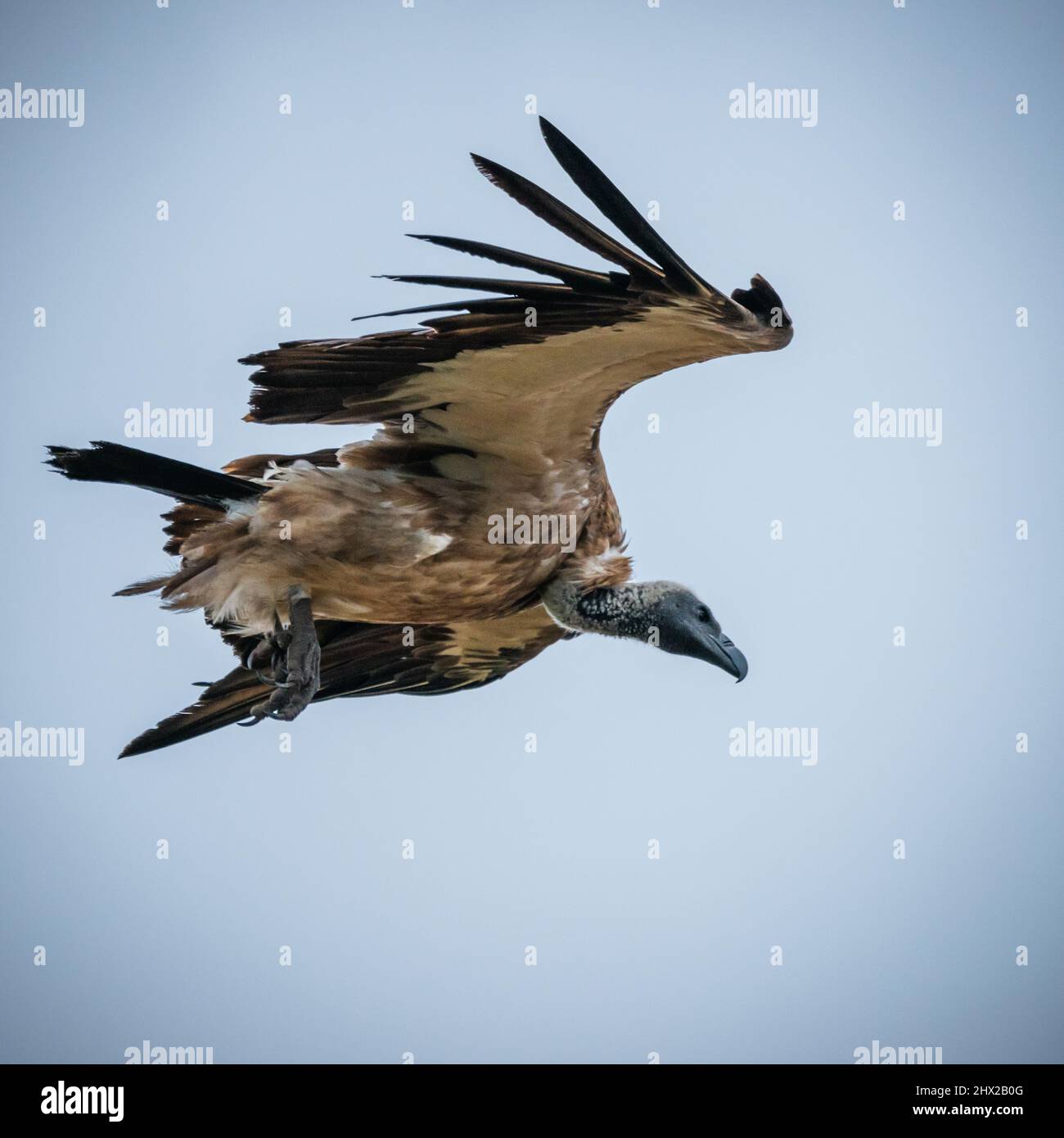 a-white-backed-vulture-flying-photo-was-taken-from-a-low-angle-stock