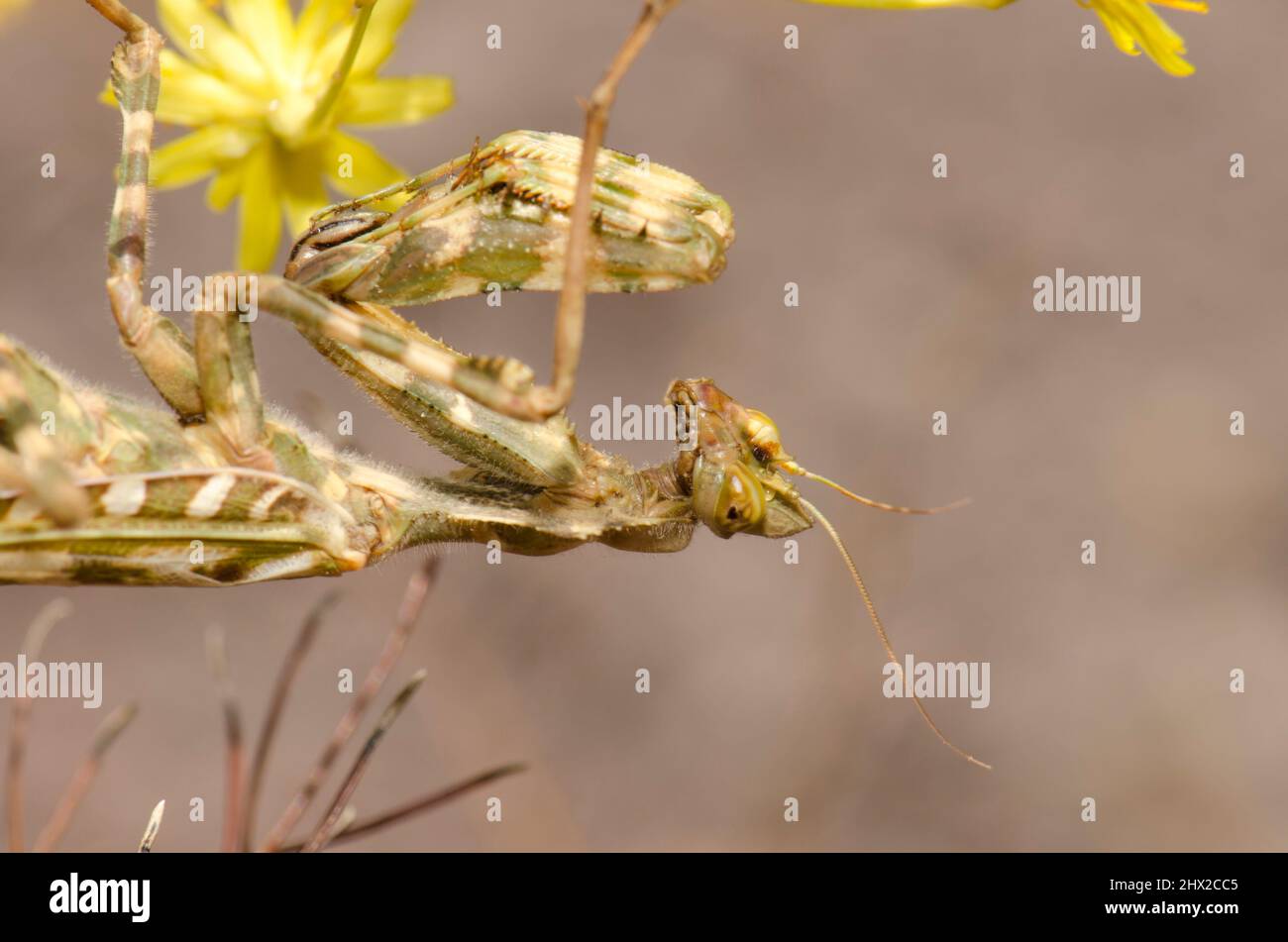 Egyptian flower mantis Blepharopsis mendica. Integral Natural Reserve of Inagua. Gran Canaria. Canary Islands. Spain. Stock Photo