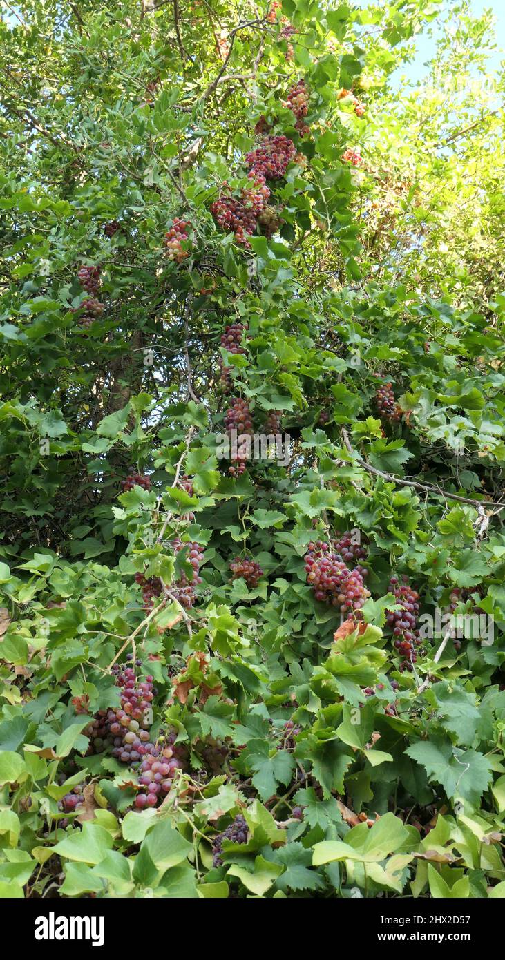 Bunches of ripe grapes partly hidden in foliage on steep wall in Andalusian sunshine Stock Photo